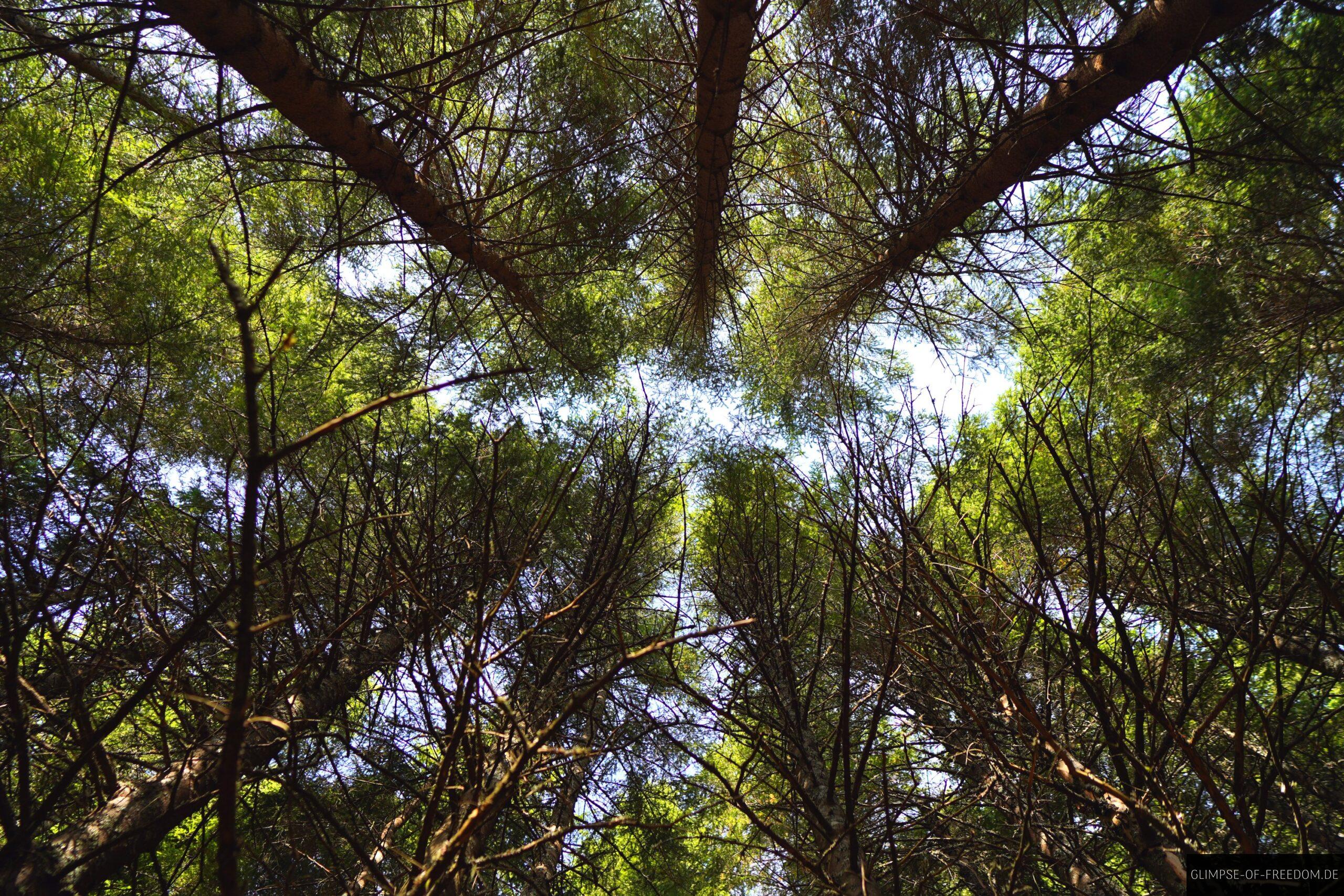 Ein Blick in die Baumwipfel scaled Ein Blick in die Baumwipfel