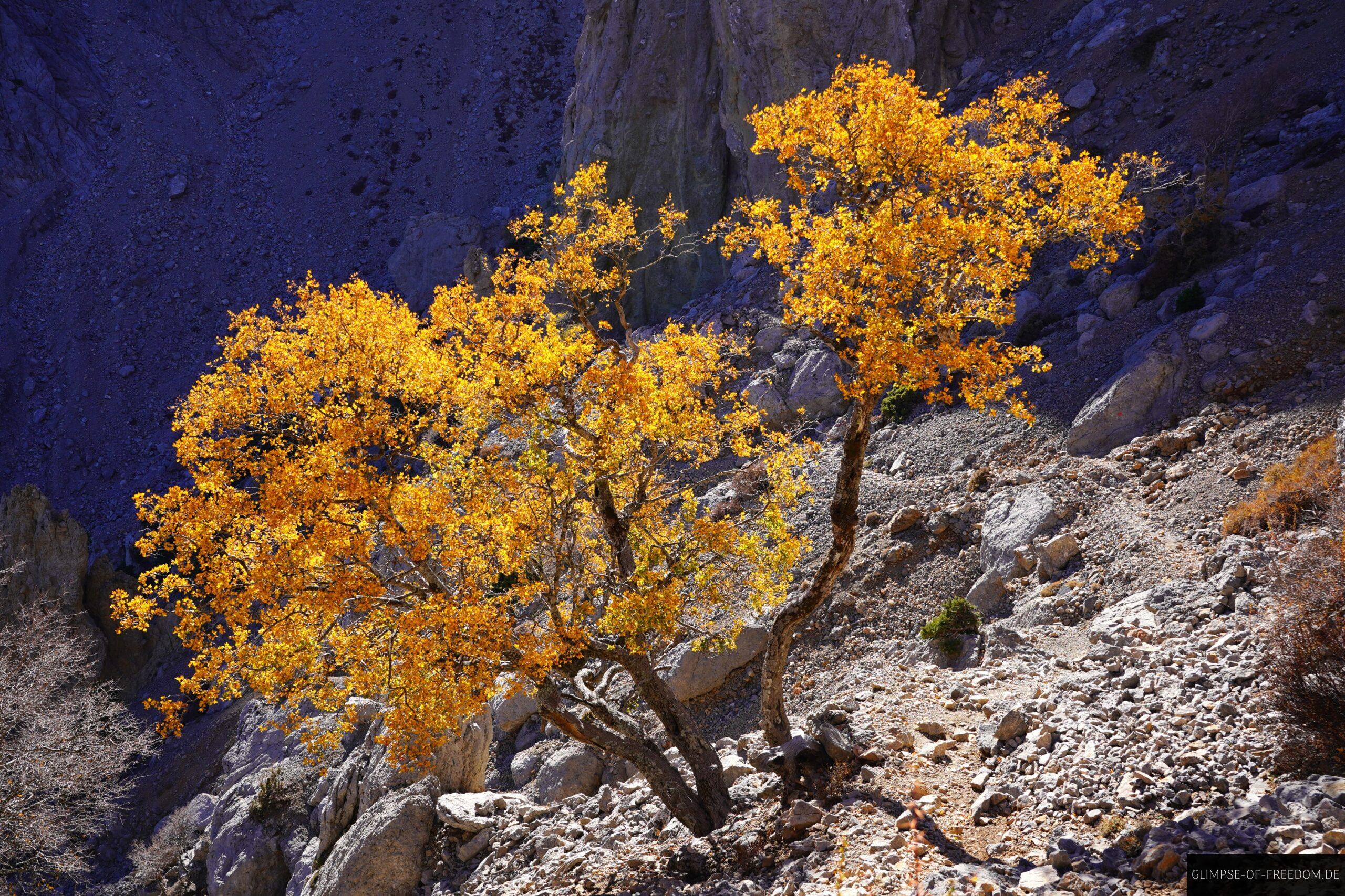 Einsamer strahlend gelber Baum scaled Einsamer strahlend gelber Baum
