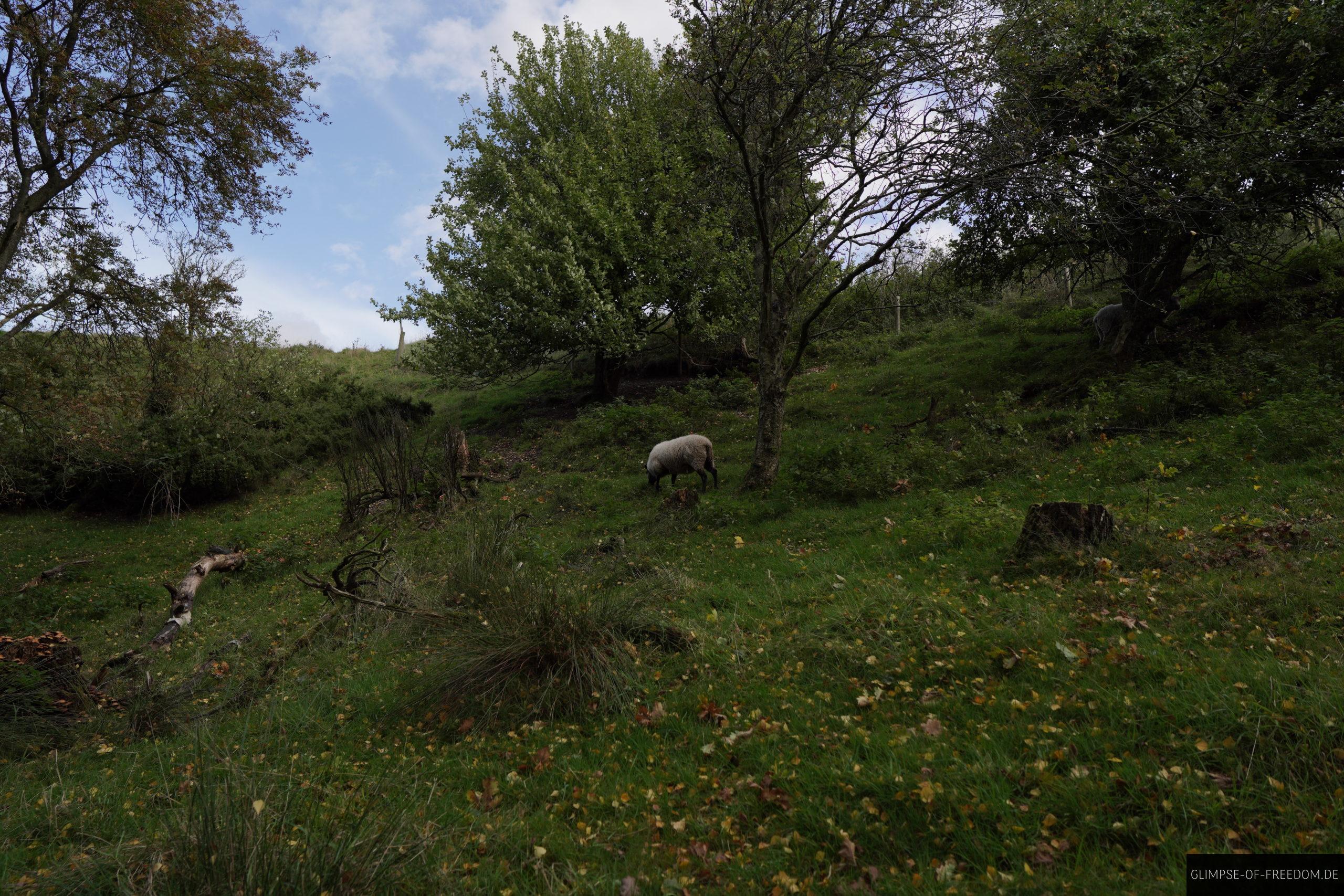 Einsames Schaf am Mariager Fjord Daenemark scaled Einsames Schaf am Mariager Fjord Dänemark