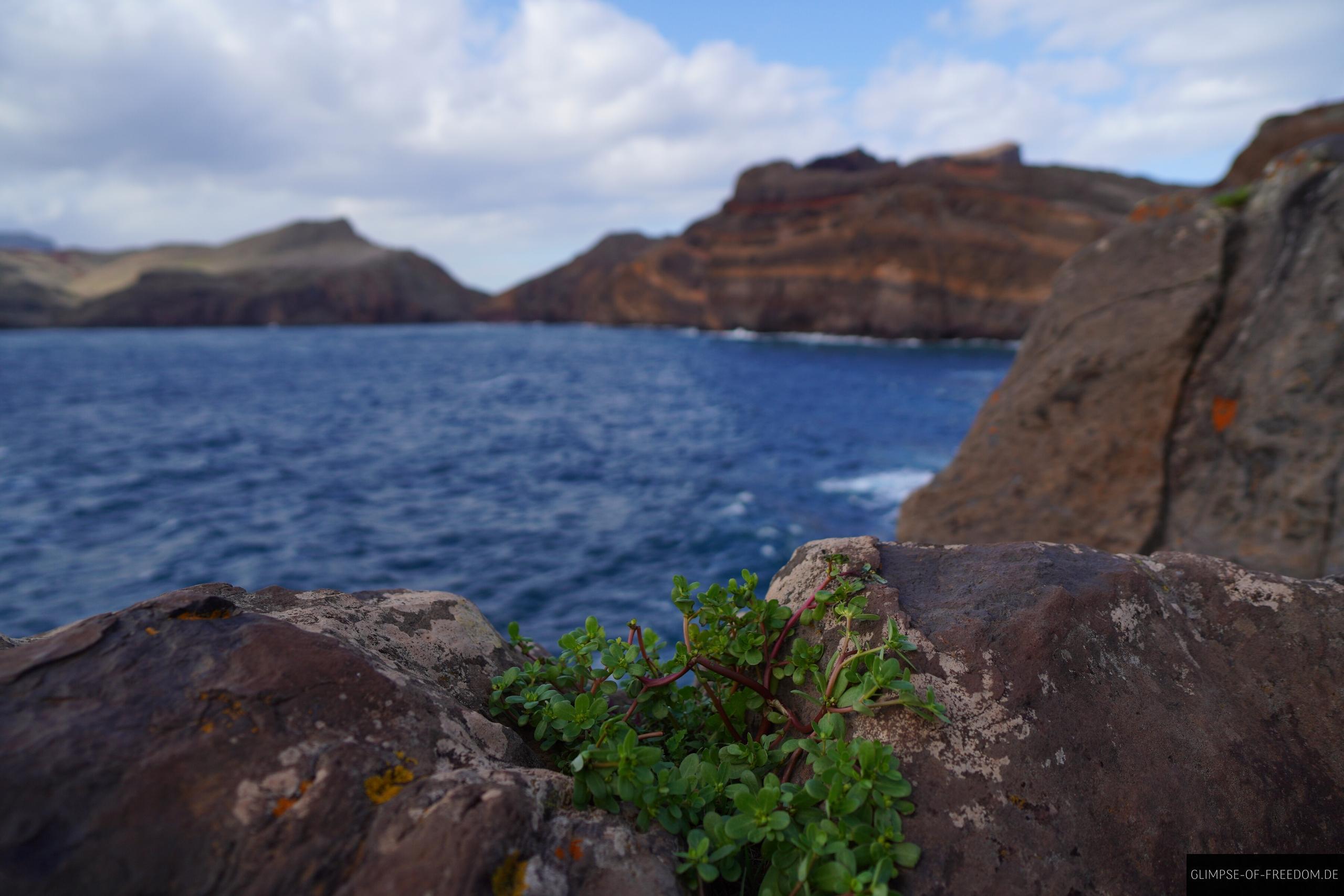 Einzigartige Vegetation auf Madeiras Vereda da Ponta de Sao Lourenco Einzigartige Vegetation auf Madeiras Vereda da Ponta de Sao Lourenco