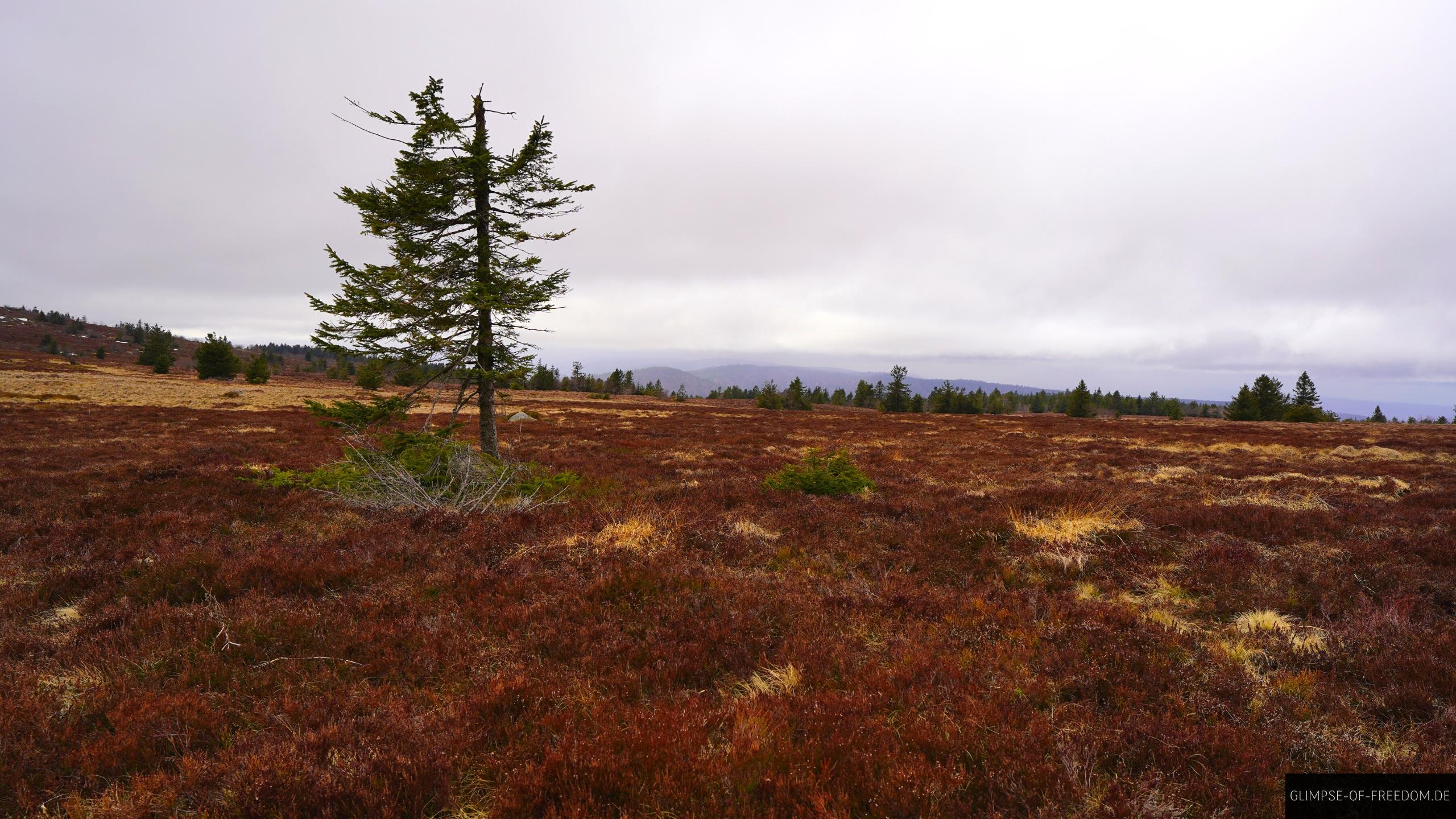 Elsas Hochmoor Elsas Hochmoor