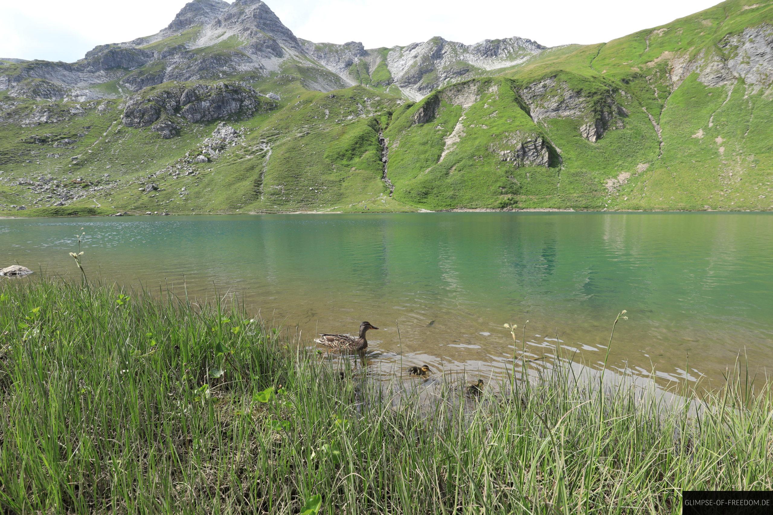Enten auf dem Engeratsgundsee scaled Enten auf dem Engeratsgundsee