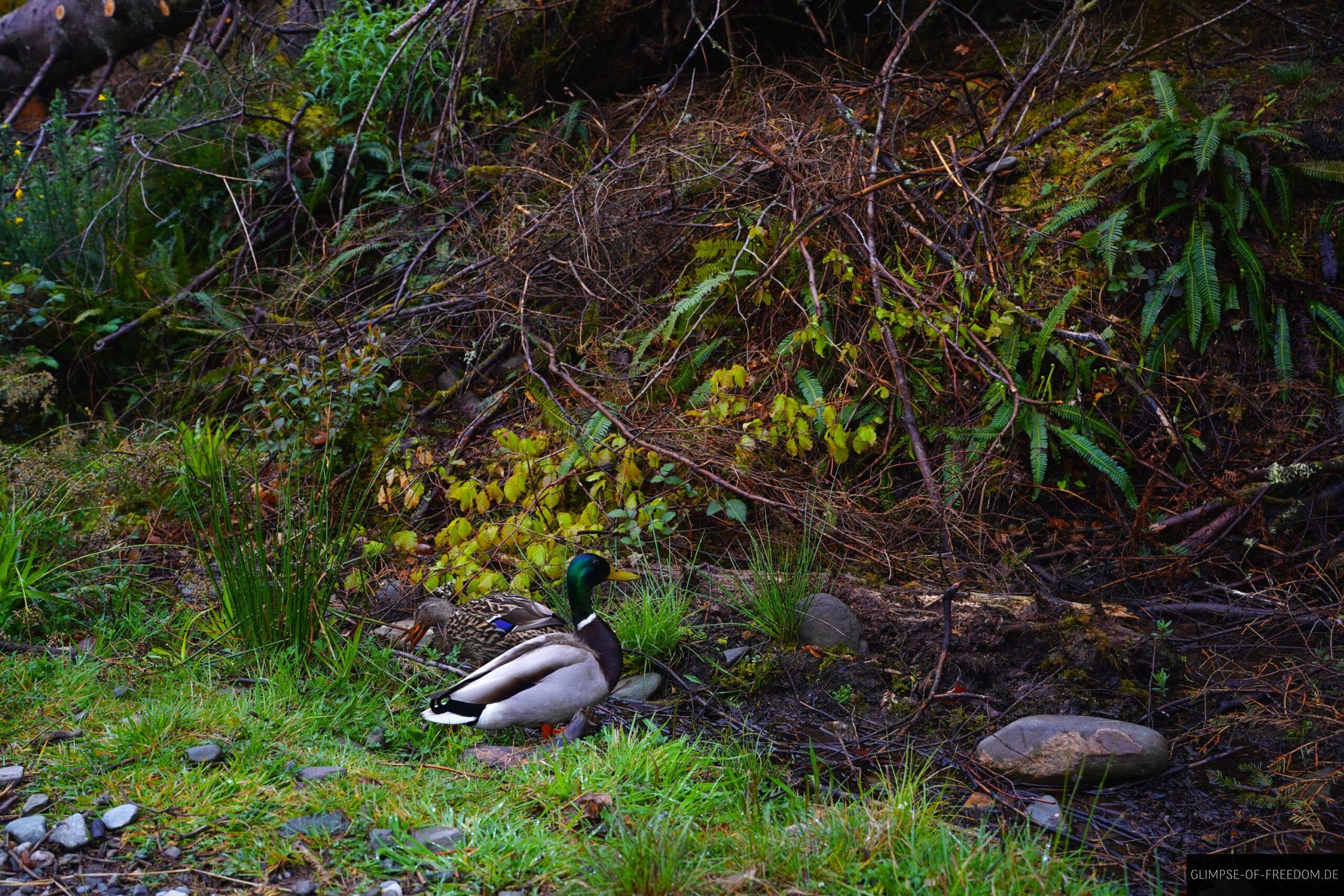 Enten auf der Conic Hill Wanderung scaled Enten auf der Conic Hill Wanderung