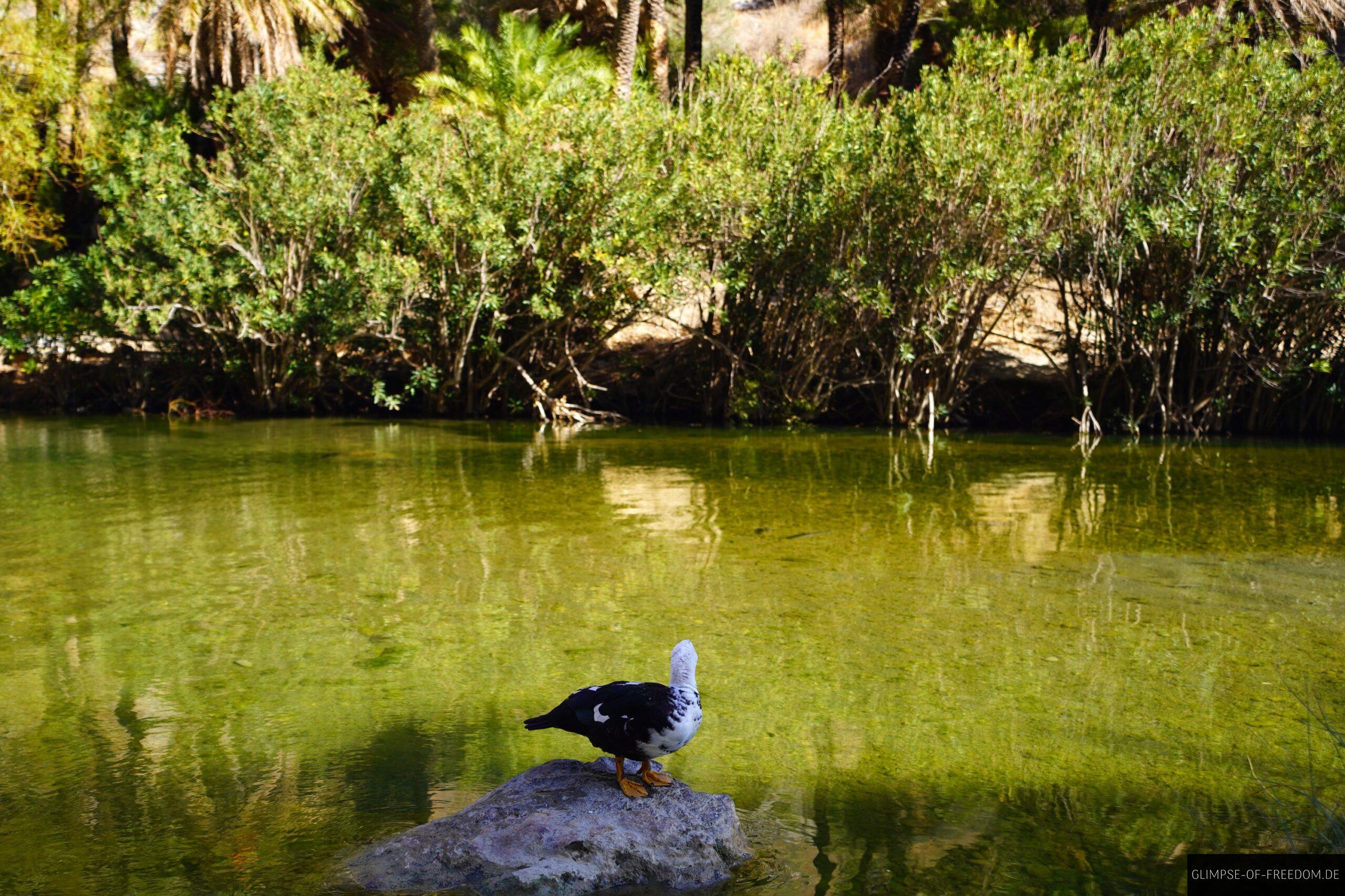 Enten und Gaense am Preveli Strand scaled Enten und Gänse am Preveli Strand