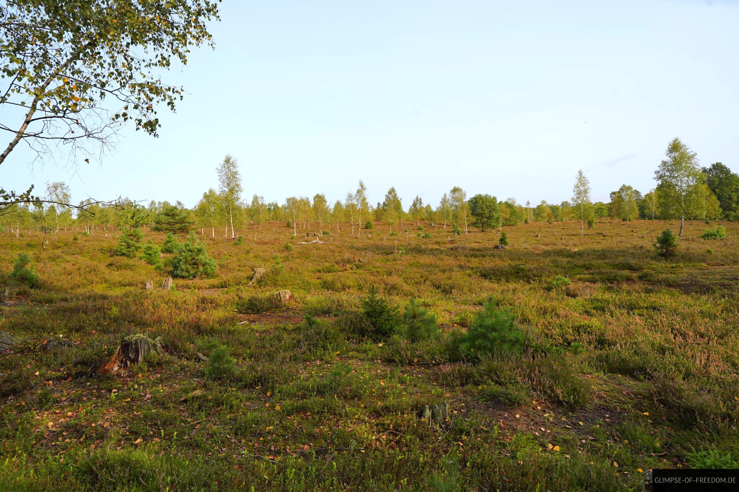 Erster Blick ueber die Lueneburger Heide scaled Erster Blick über die Lüneburger Heide