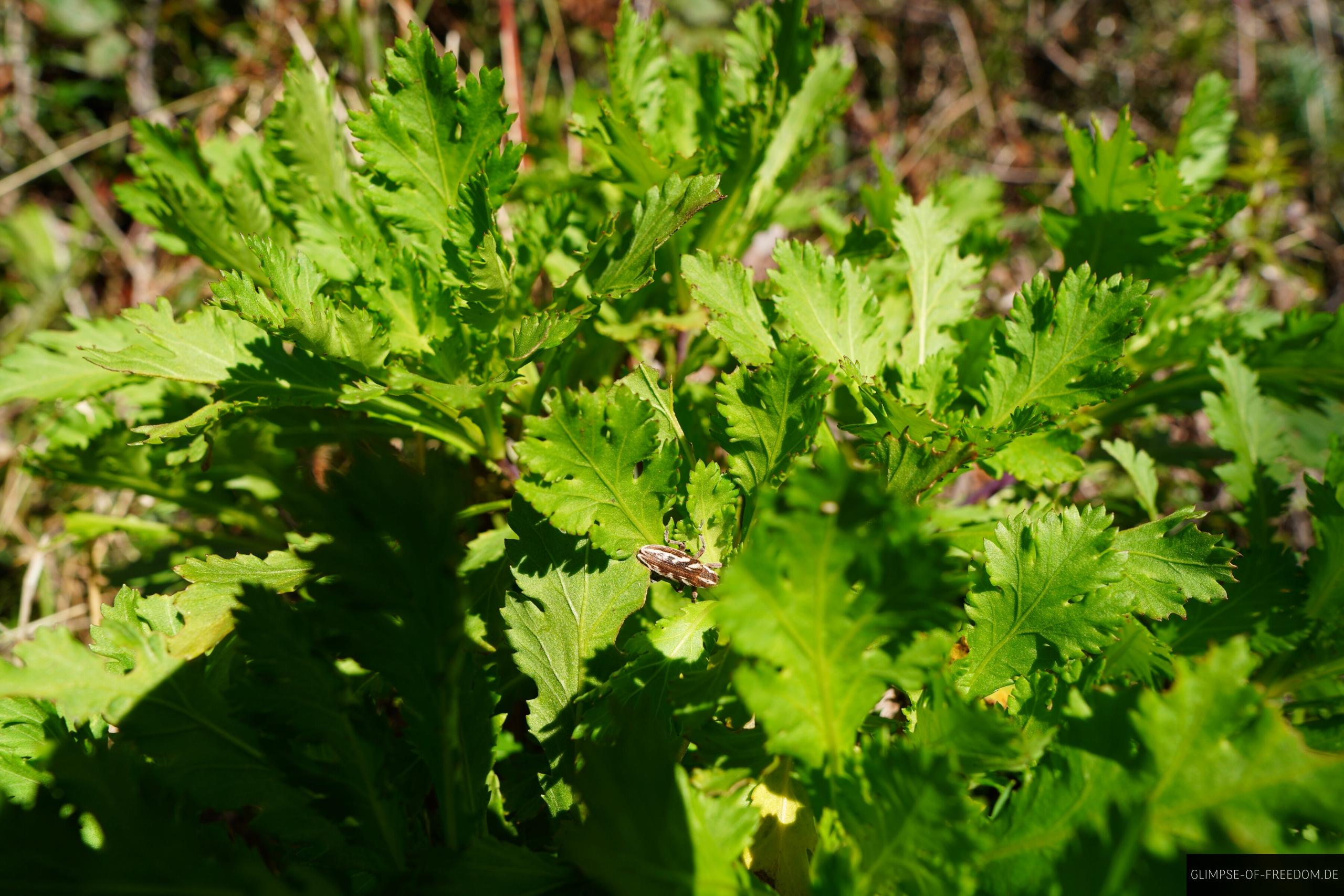 Es gruent am Pico do Jorge auf Madeira Es grünt am Pico do Jorge auf Madeira
