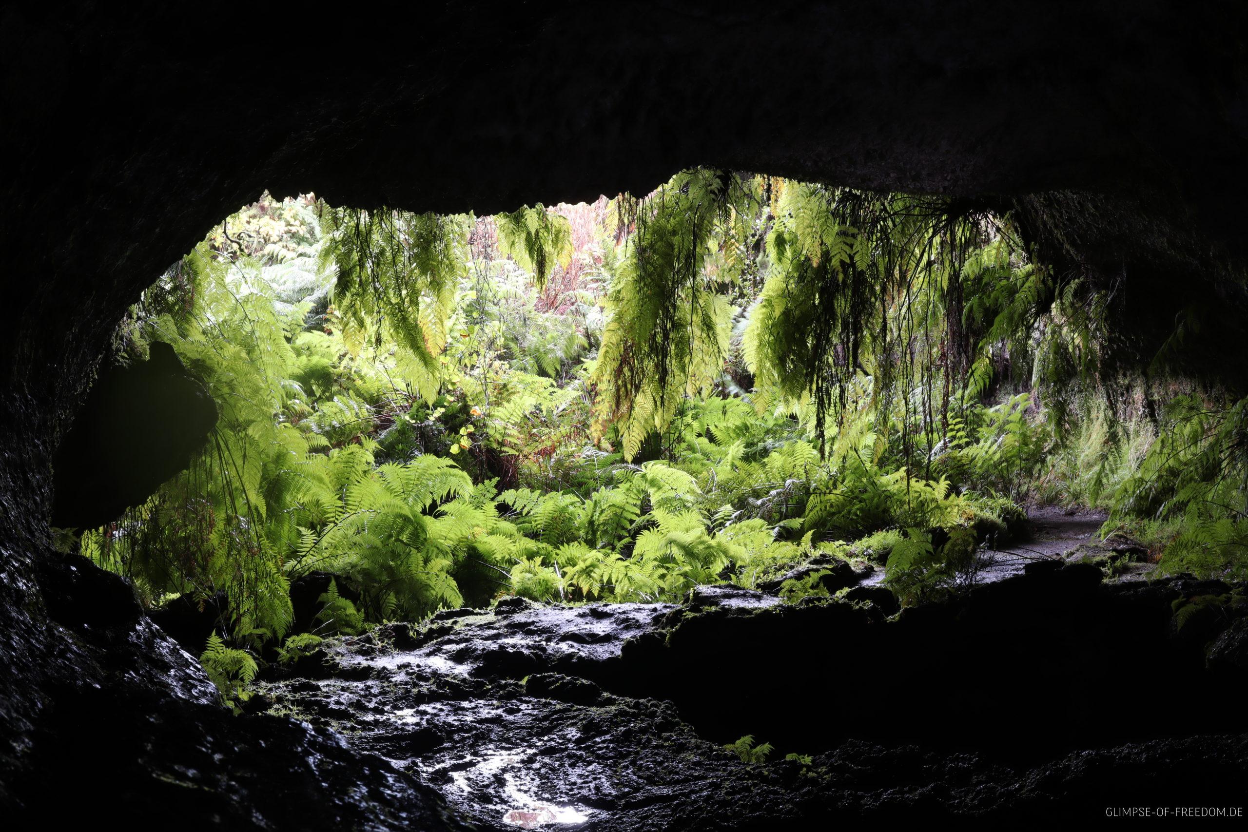 Fahnen und Moosbewachsener Hoehleneingang scaled Fahnen und Moosbewachsener Höhleneingang