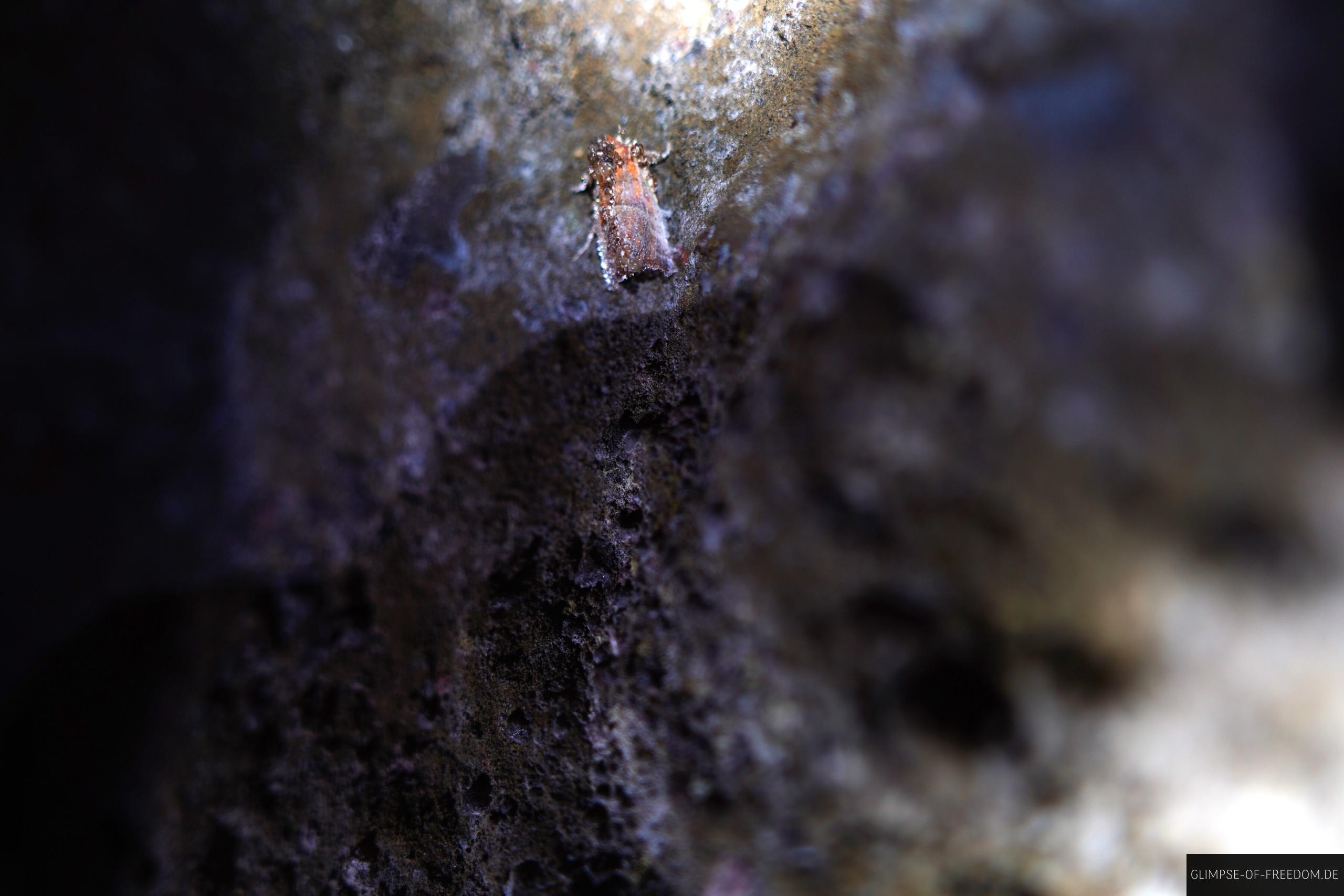 Falter Tiere im Levada Tunnel Falter-Tiere im Levada Tunnel