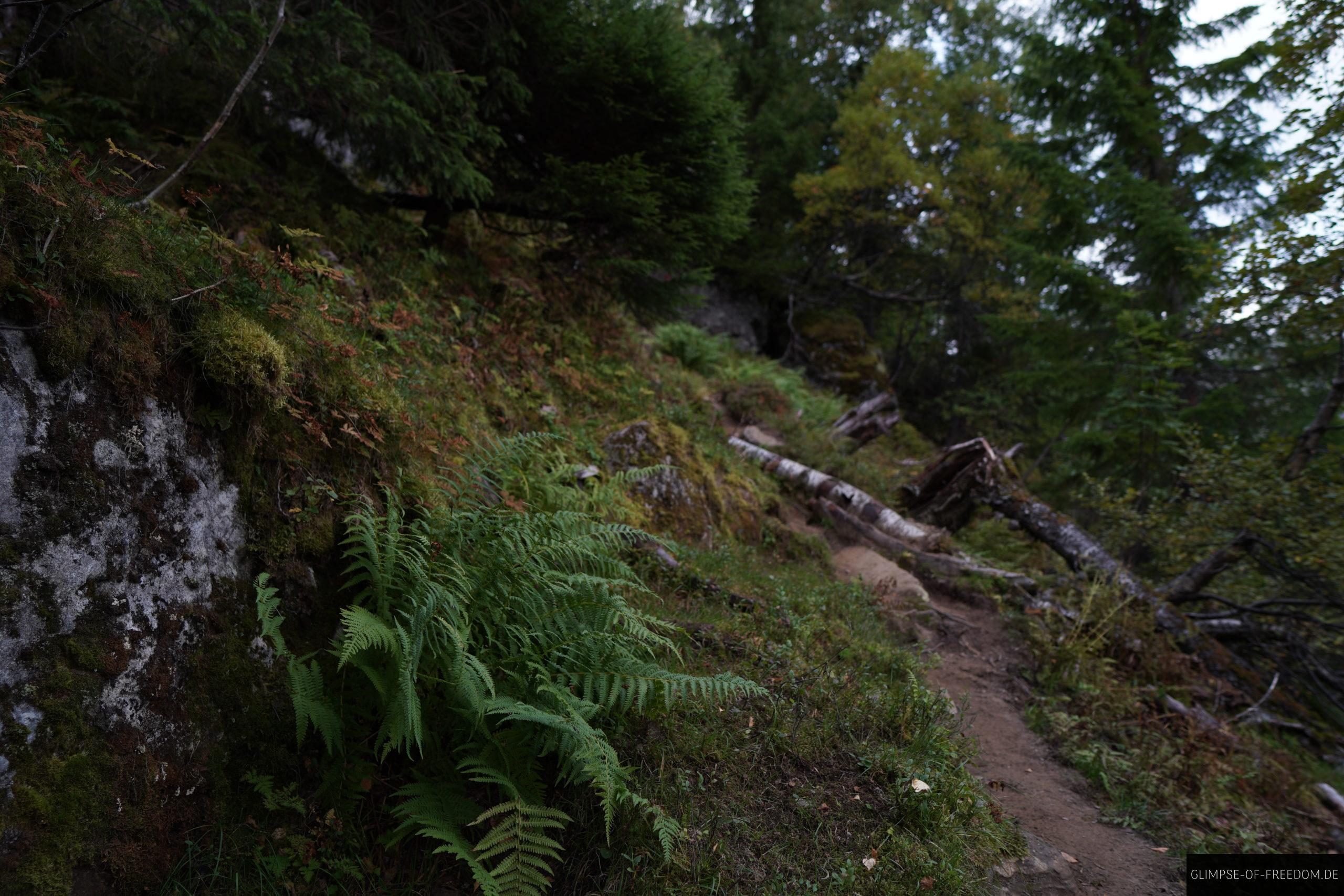 Farn auf der Reinanuten Wanderung scaled Farn auf der Reinanuten Wanderung