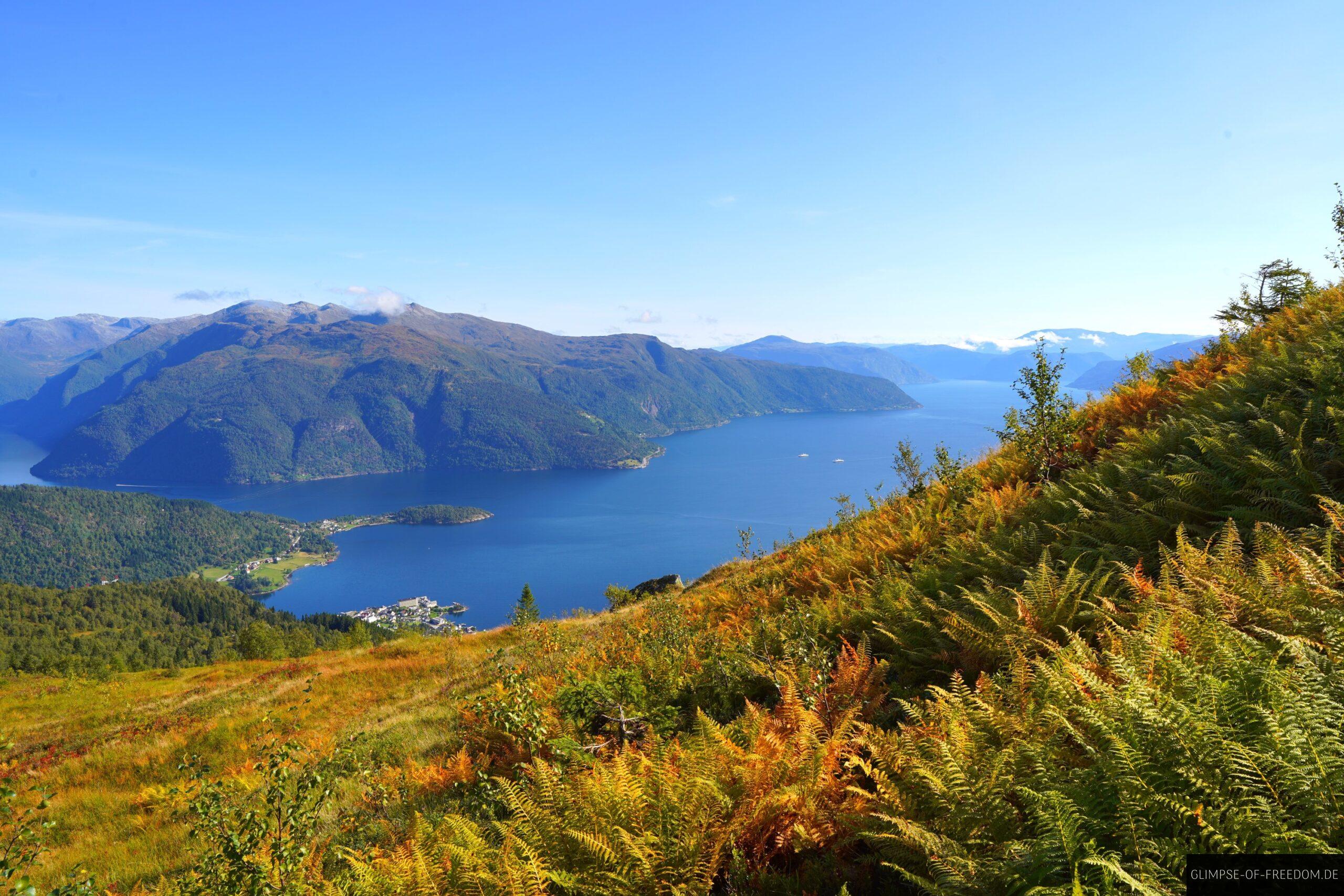 Farne im Vordergrund Fjord im Hintergrund scaled Farne im Vordergrund Fjord im Hintergrund