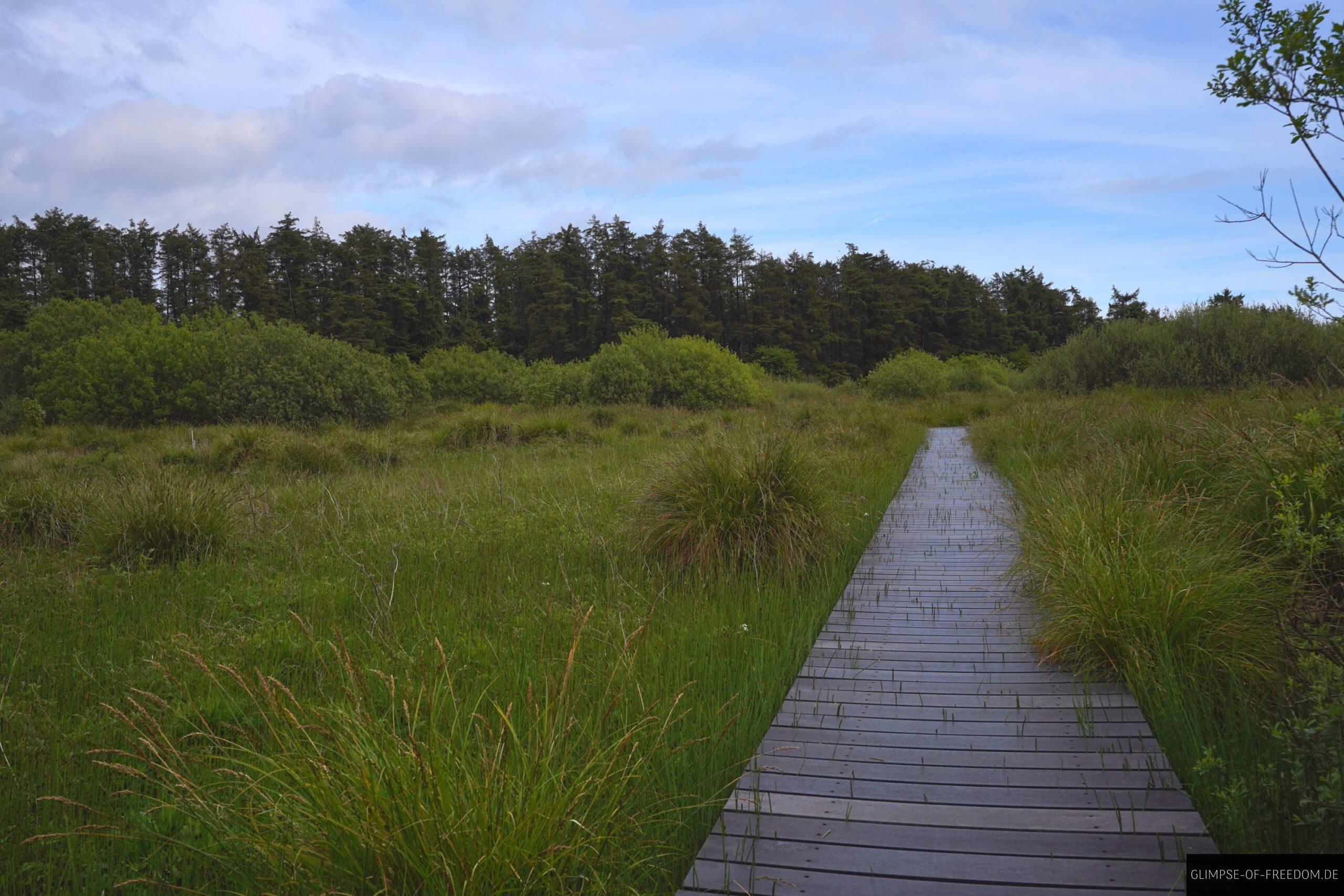 Fenor Bog Walk ueber den Holzsteg scaled Fenor Bog Walk über den Holzsteg