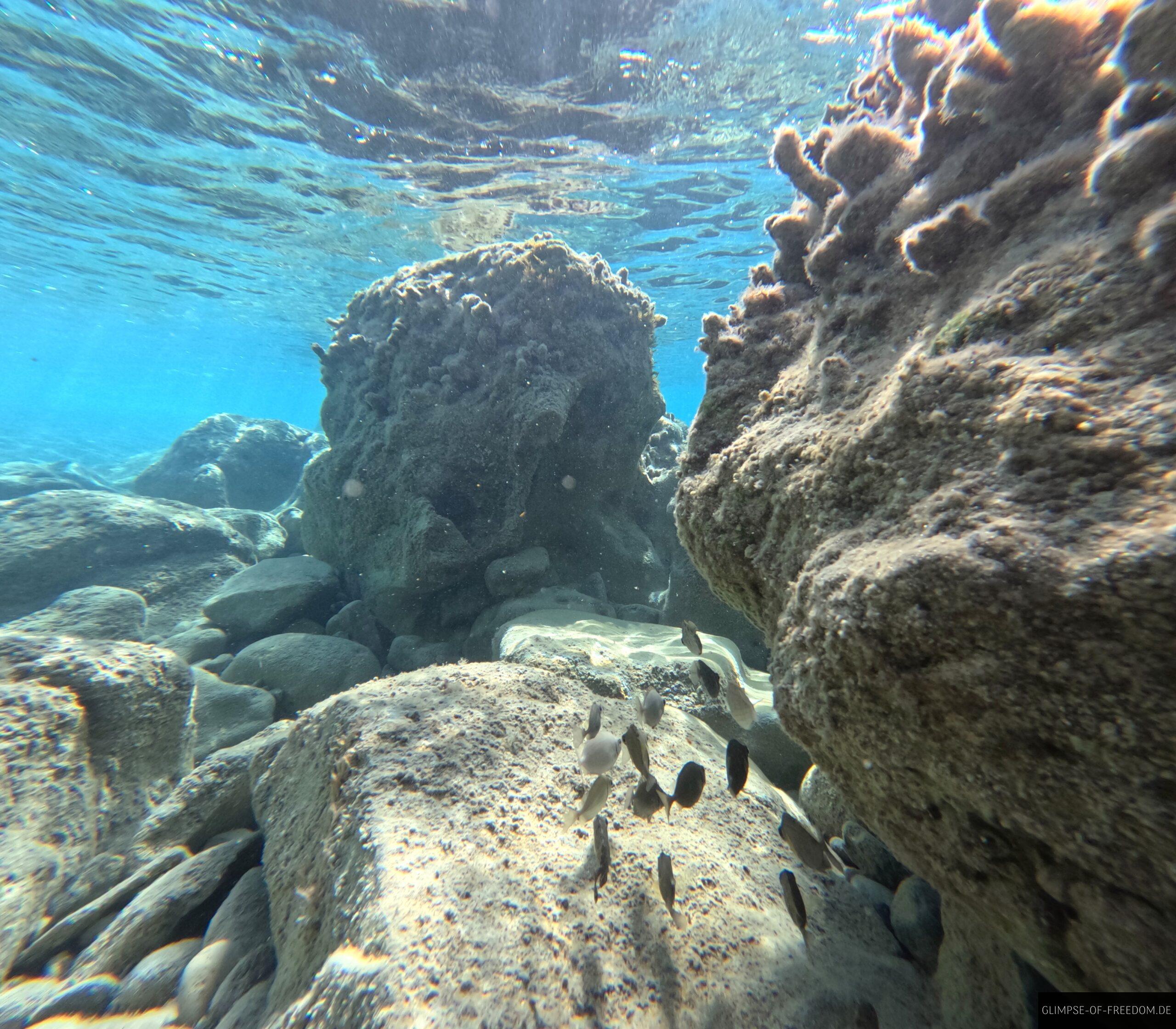 Fische am Red Beach scaled Fische am Red Beach scaled