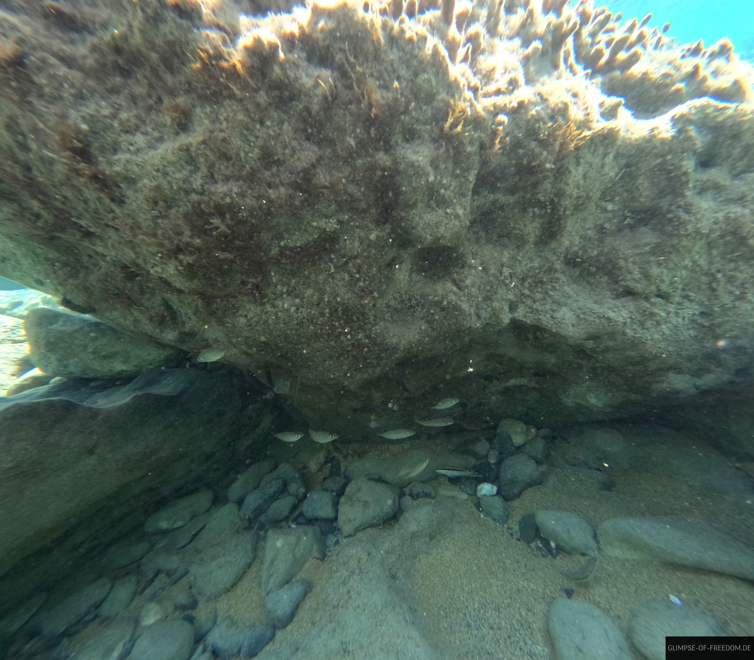 Fische verstecken sich unter einem Felsen scaled Fische verstecken sich unter einem Felsen scaled