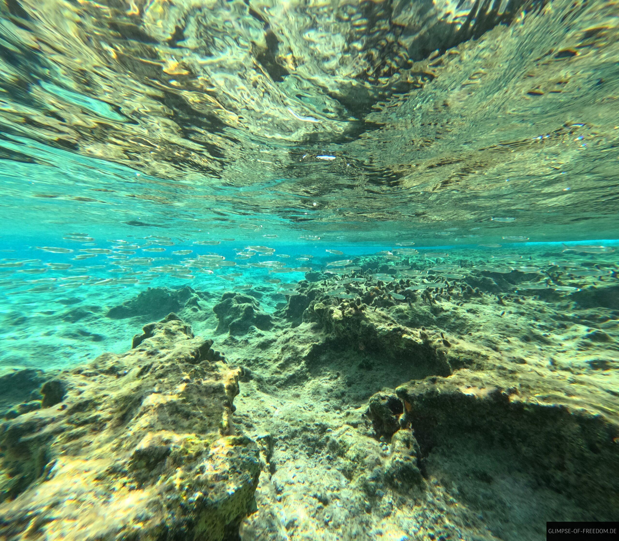 Fischschwarm am Balos Strand scaled DCIM100GOPROGOPR4426.JPG