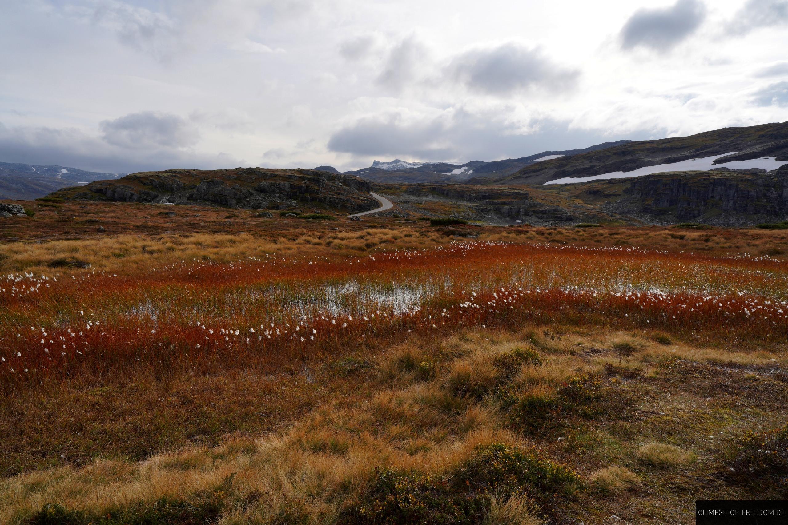 Fontane Norwegen Wasserpflanzen Fontane Norwegen Wasserpflanzen