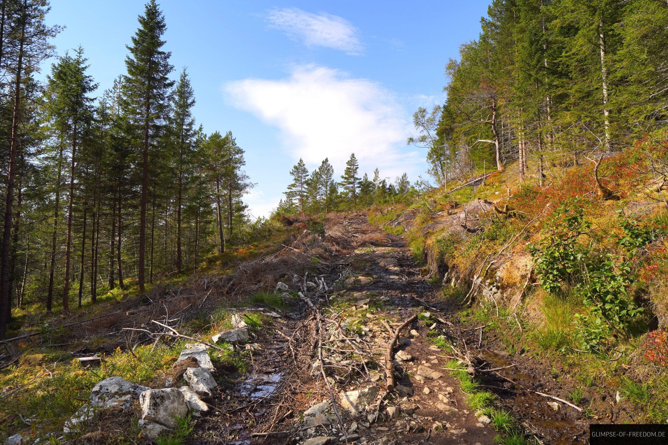 Forstweg am Oksen scaled Forstweg am Oksen