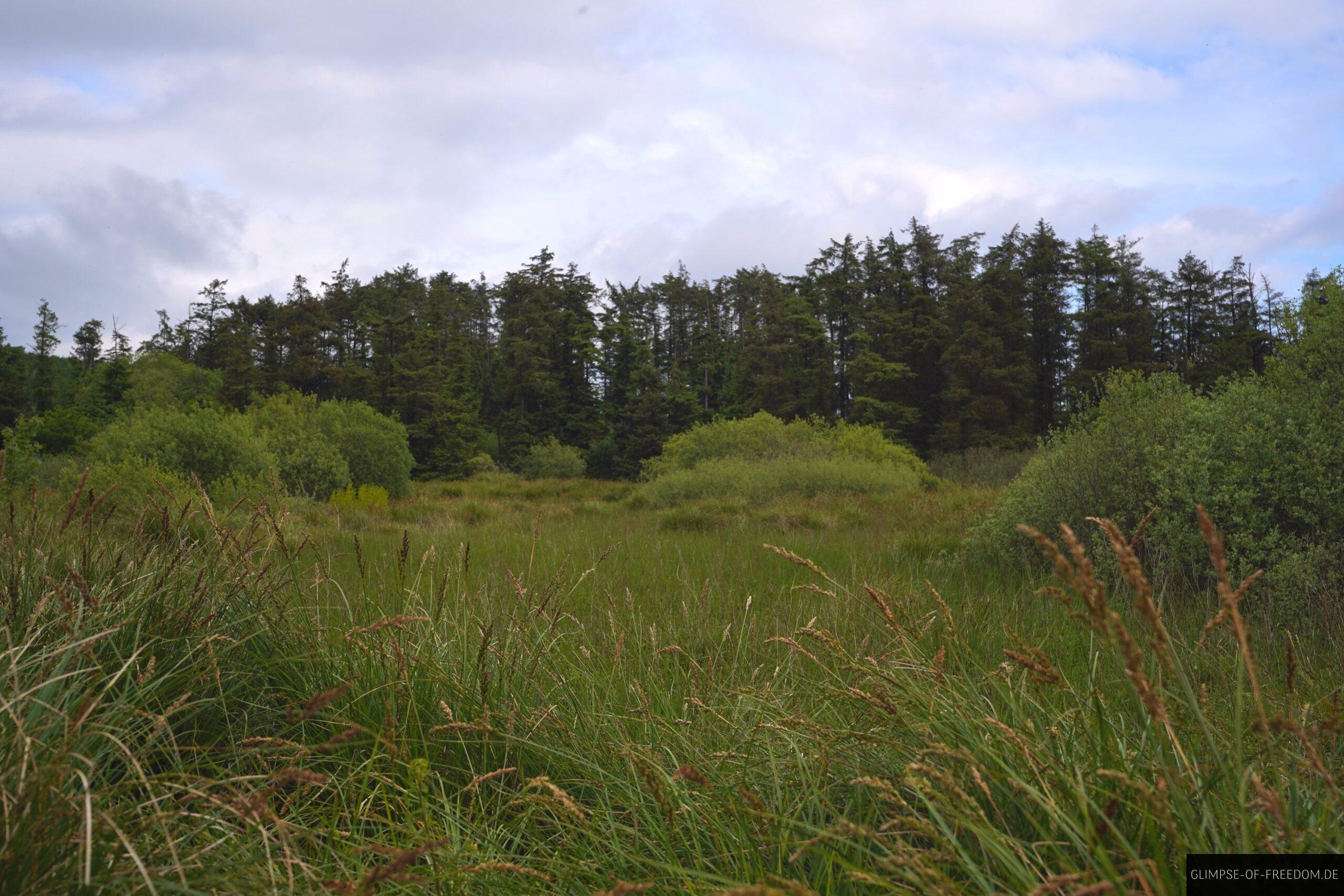Freie Natur im Fenor Bog scaled Freie Natur im Fenor Bog
