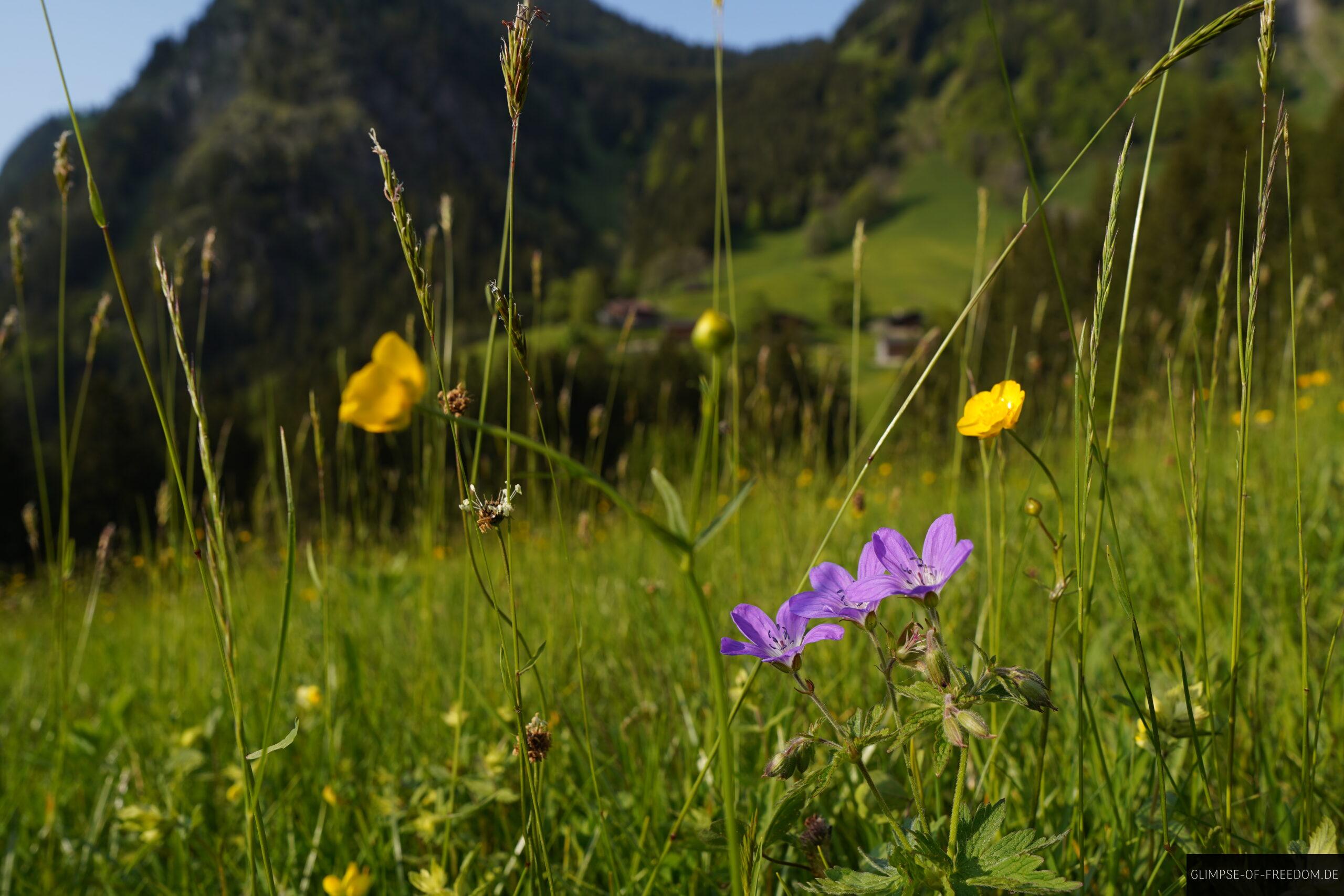 Friedliche Blumen scaled Friedliche Blumen