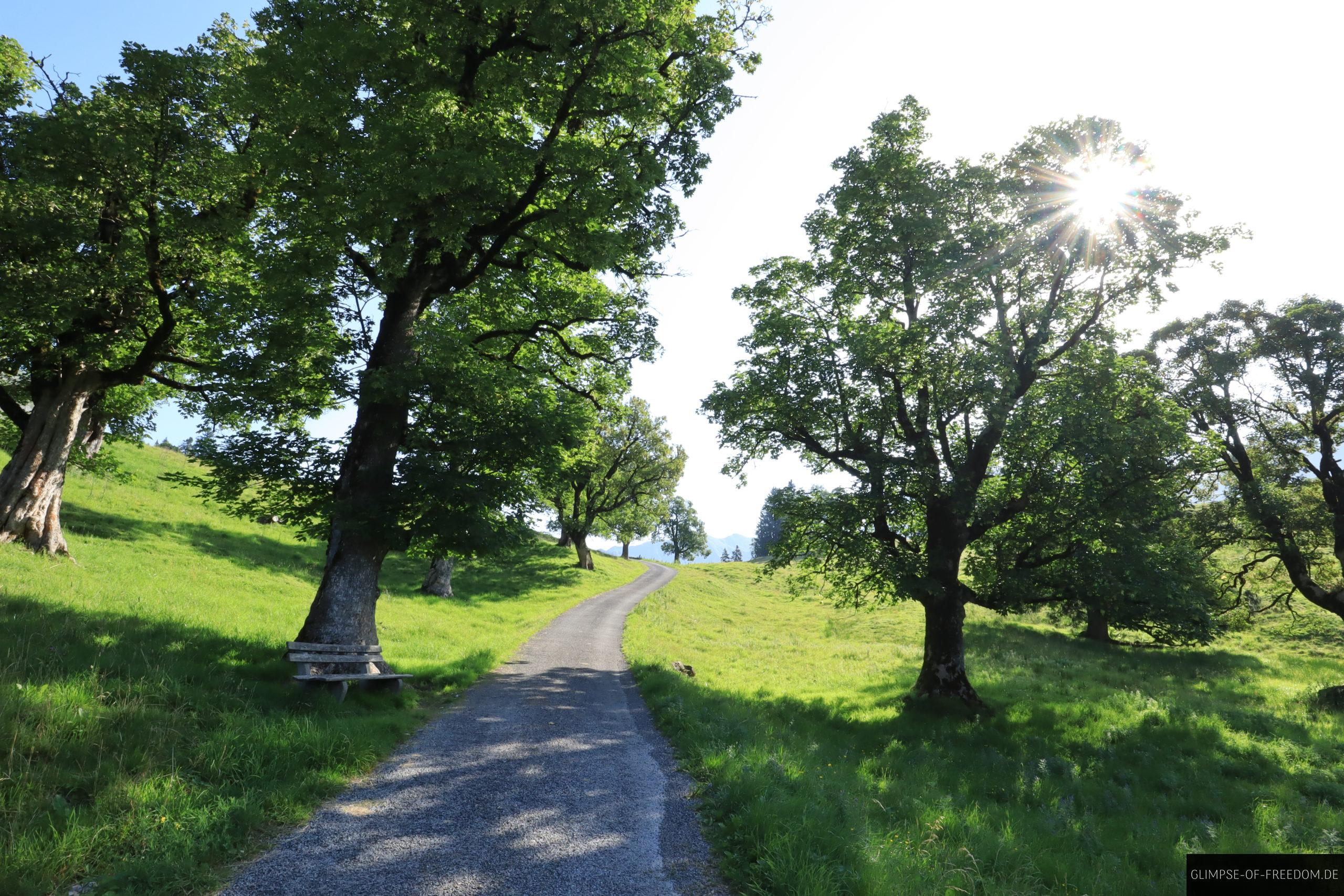 Friedliche Wege durch Wiesen auf der Engeratsgundsee Wanderung scaled Friedliche Wege durch Wiesen auf der Engeratsgundsee Wanderung