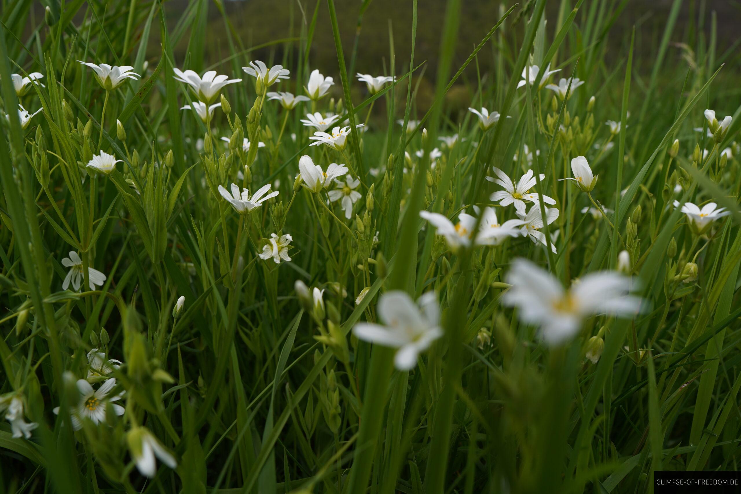 Friedliche Weisse Bluemchen scaled Friedliche Weisse Blümchen