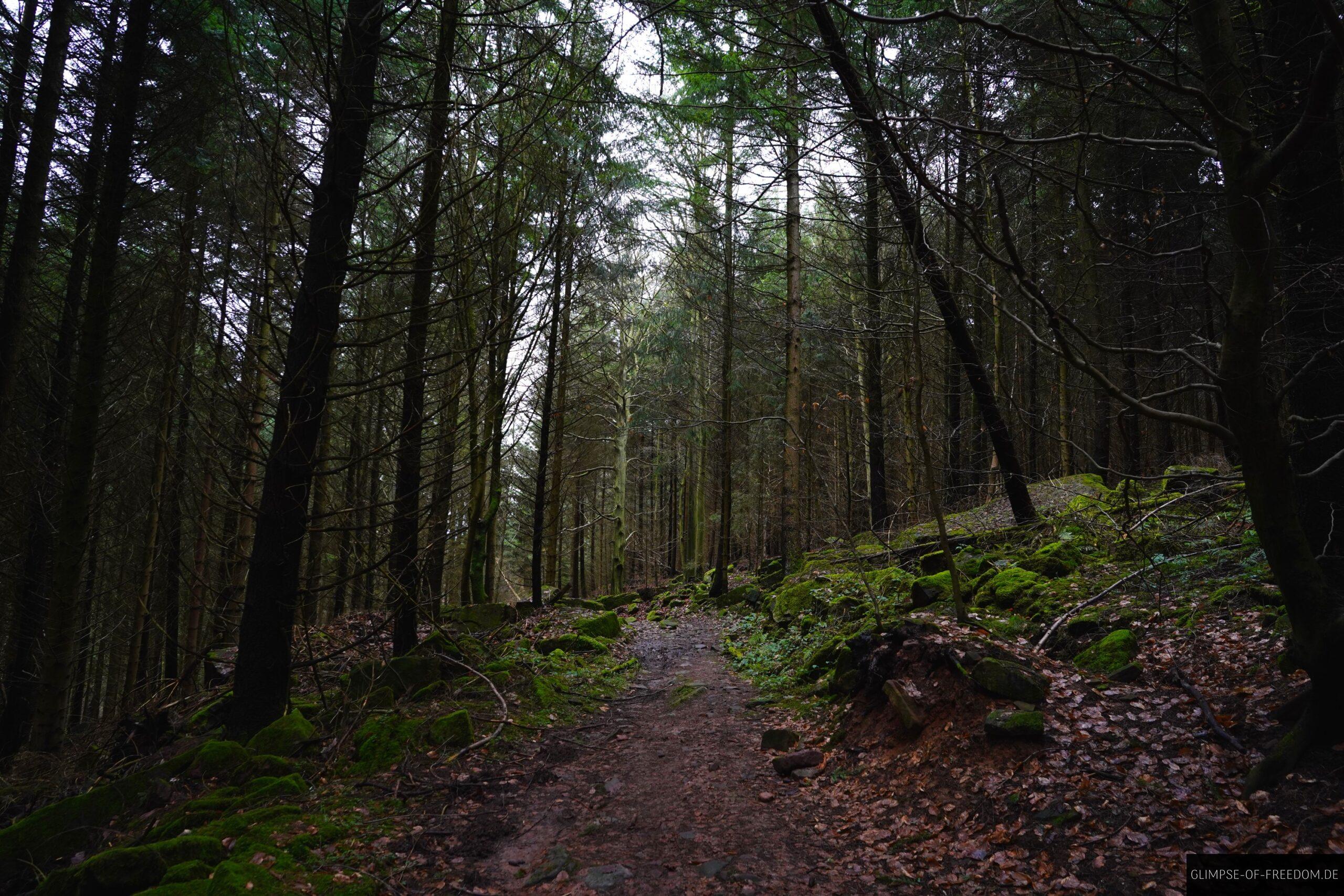 Friedlicher Waldweg am Koenigtuhl scaled Friedlicher Waldweg am Königtuhl