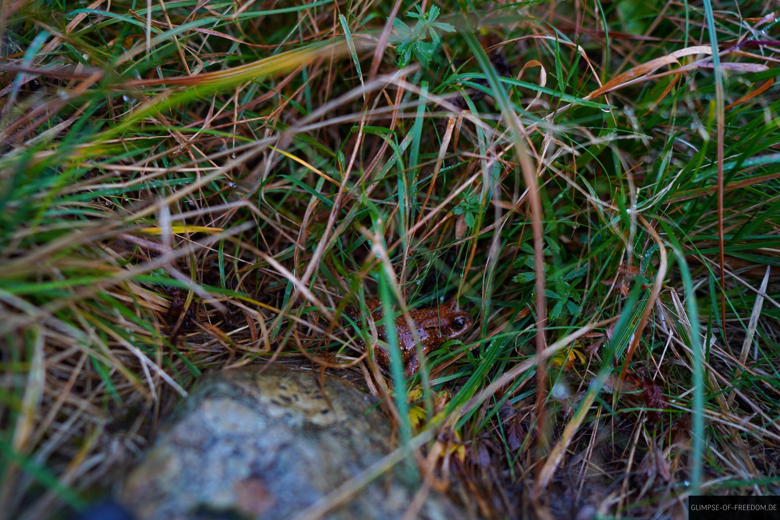 Froesche und Kroeten auf der Vetvika Tour scaled Frösche und Kröten auf der Vetvika Tour