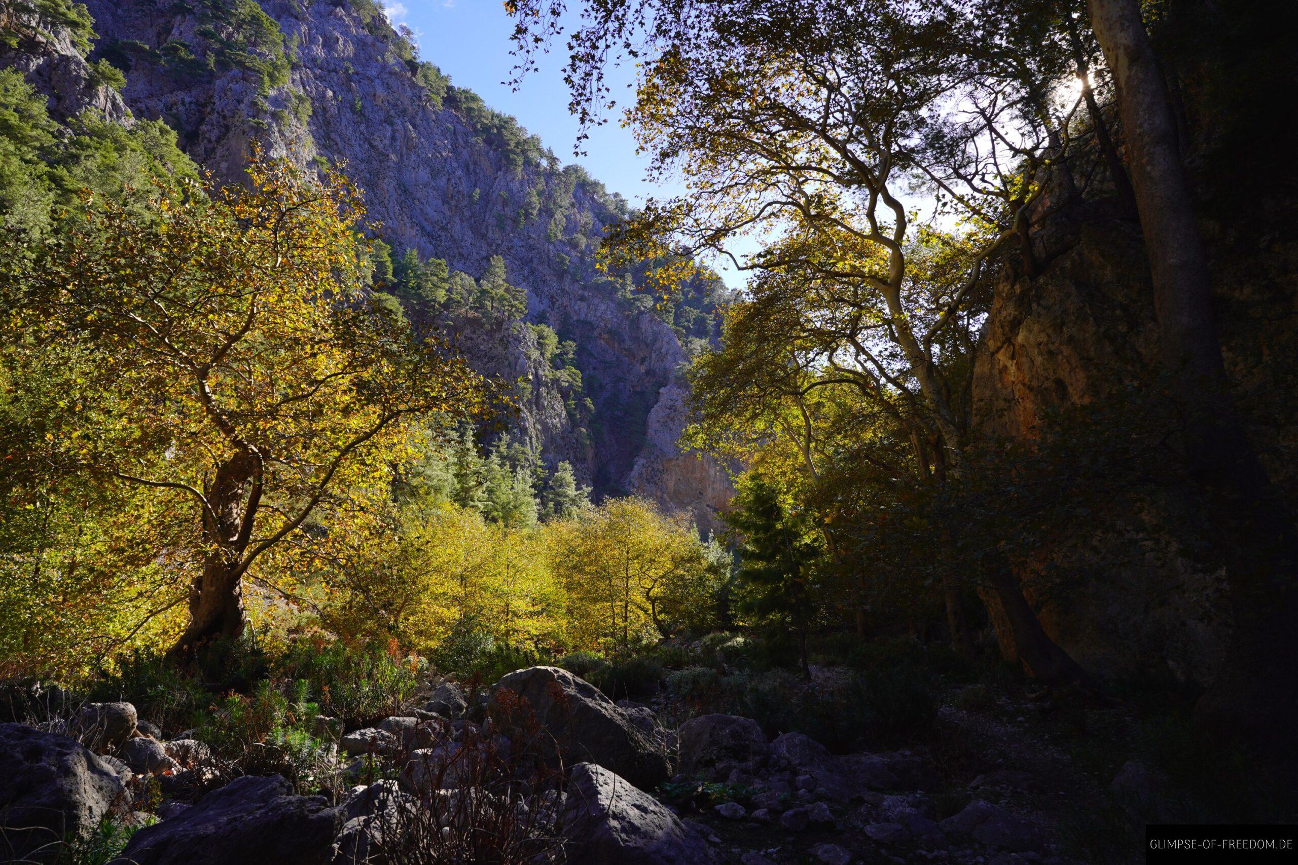 Gelbe Baumallee scaled Gelbe Baumallee