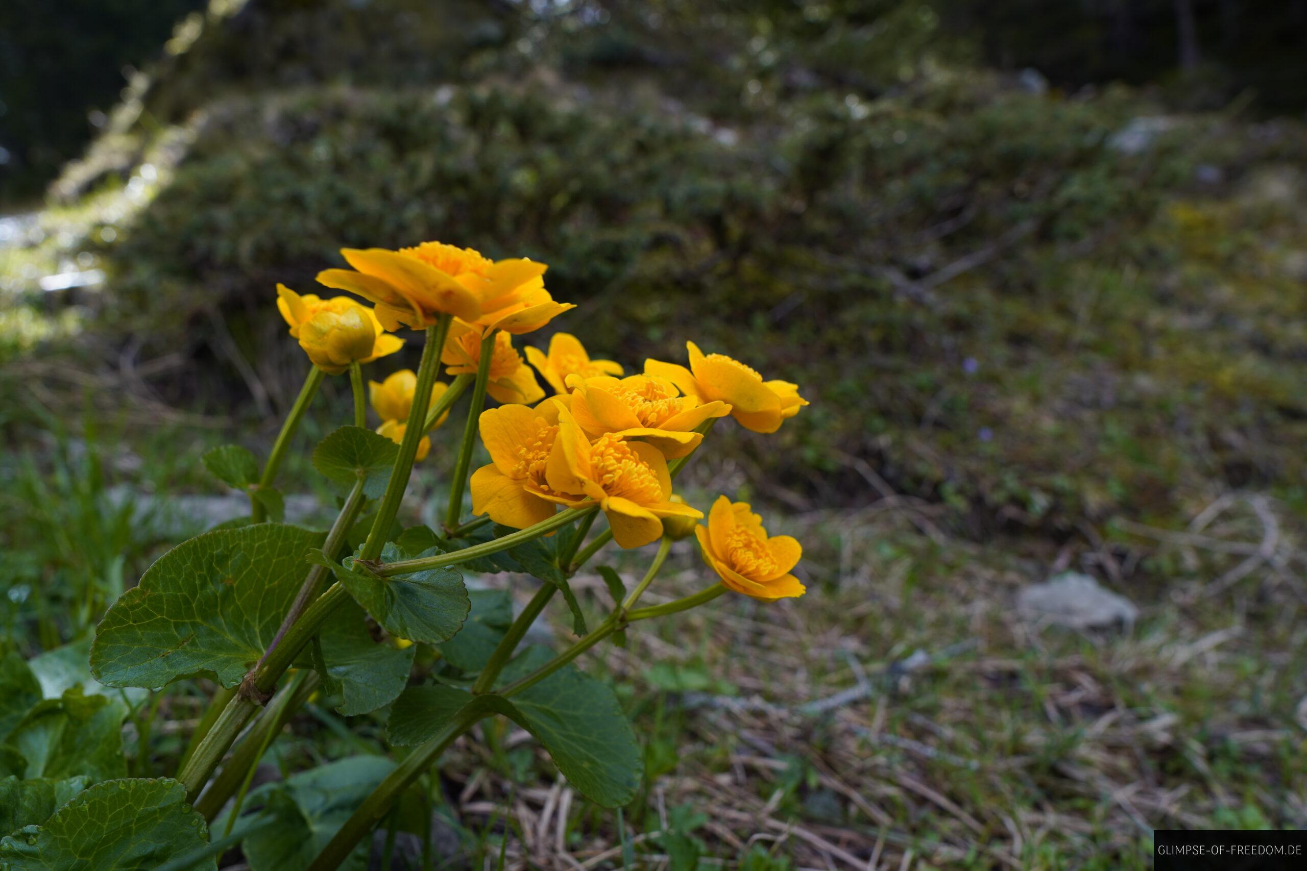 Gelbe Bergblumen am Riedberger Horn scaled Gelbe Bergblumen am Riedberger Horn