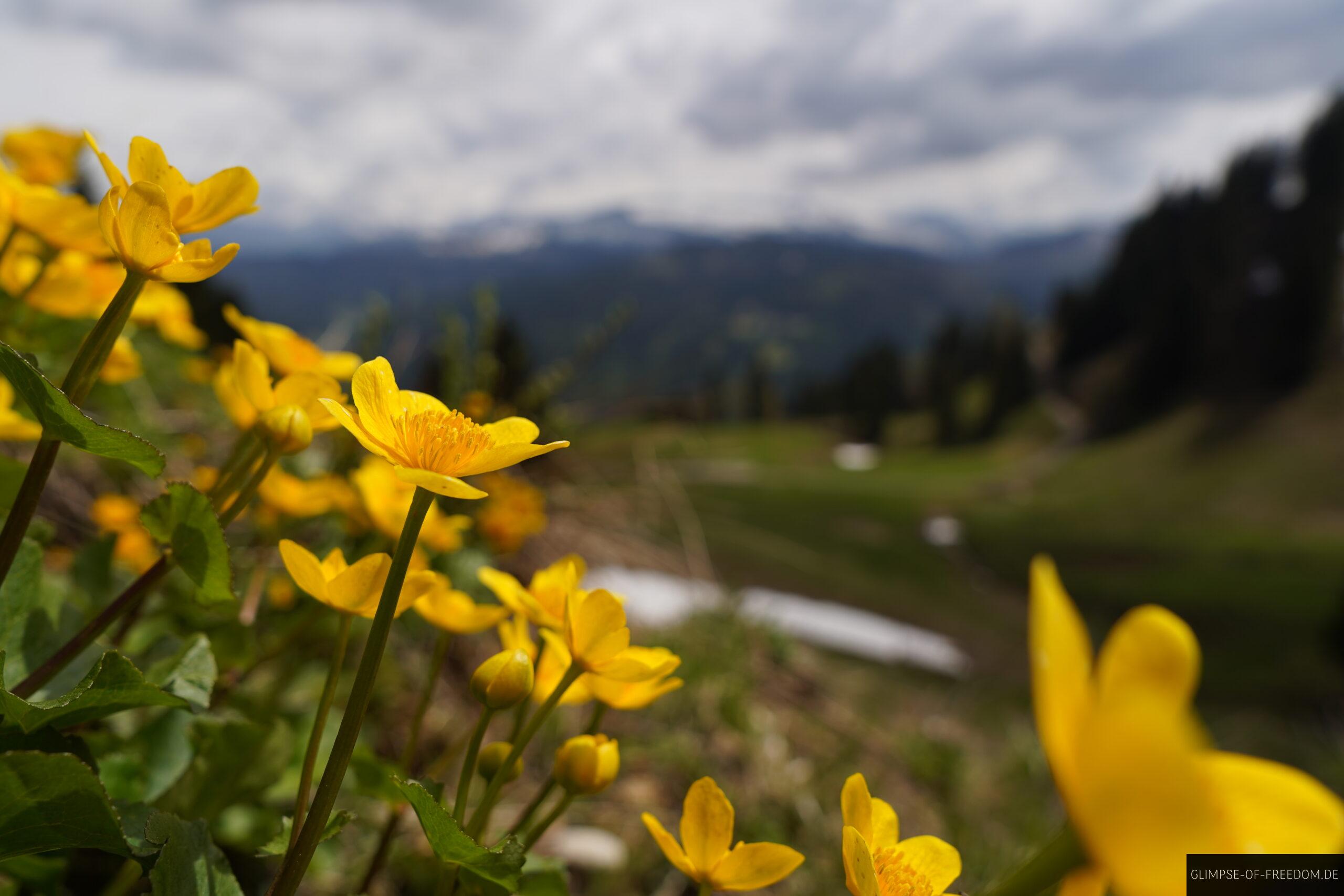 Gelbe Bergblumen am Siplinger Kopf scaled Gelbe Bergblumen am Siplinger Kopf