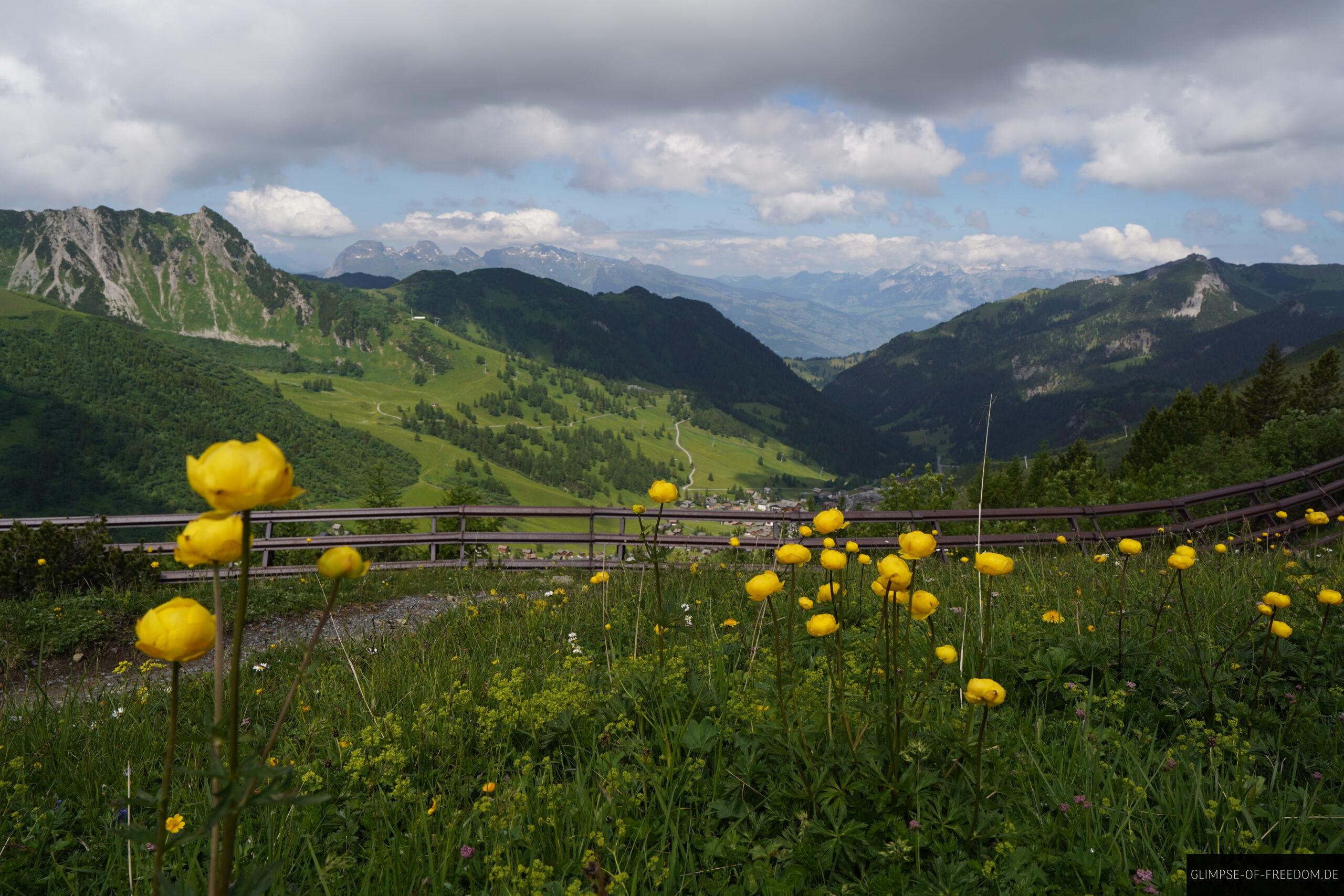 Gelbe Bergblumen auf dem Fuerstin Gina Weg scaled Gelbe Bergblumen auf dem Fürstin Gina Weg