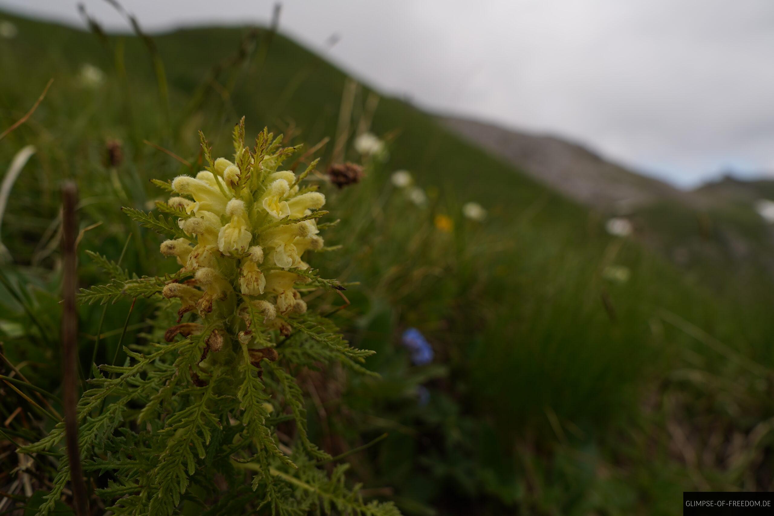 Gelbe Blume in der idyllischen Berglandschaft Liechtensteins scaled Gelbe Blume in der idyllischen Berglandschaft Liechtensteins