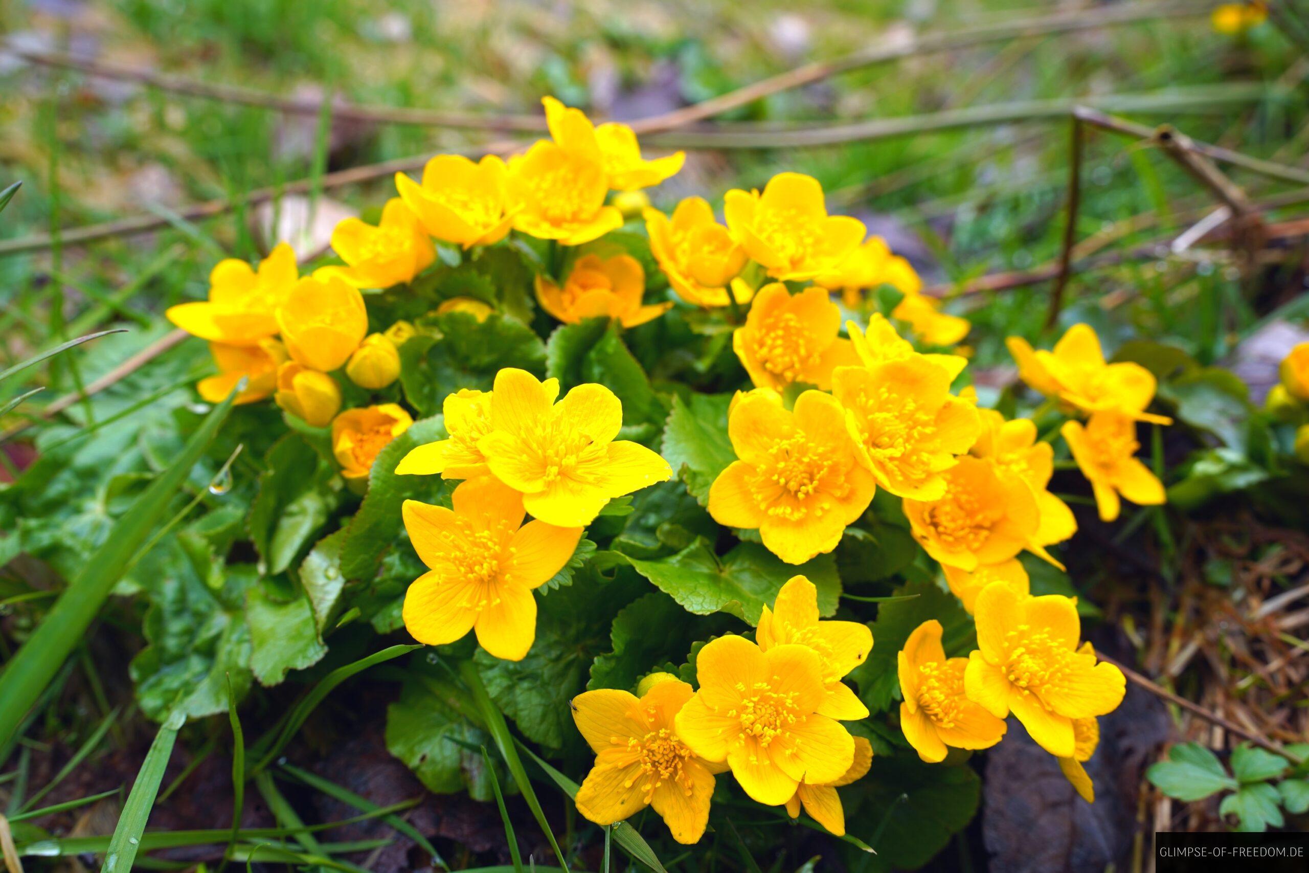 Gelbe Blumen am Schauinsland scaled Gelbe Blumen am Schauinsland
