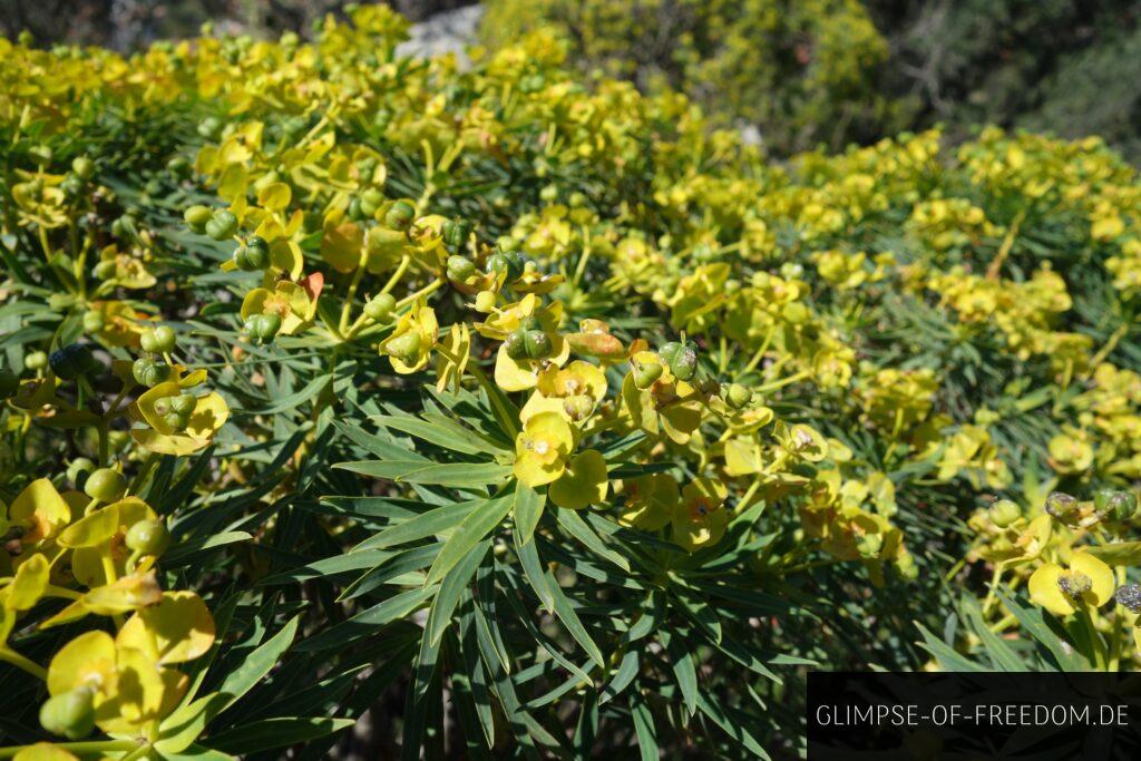 Gelbe Blumen auf Sizilien