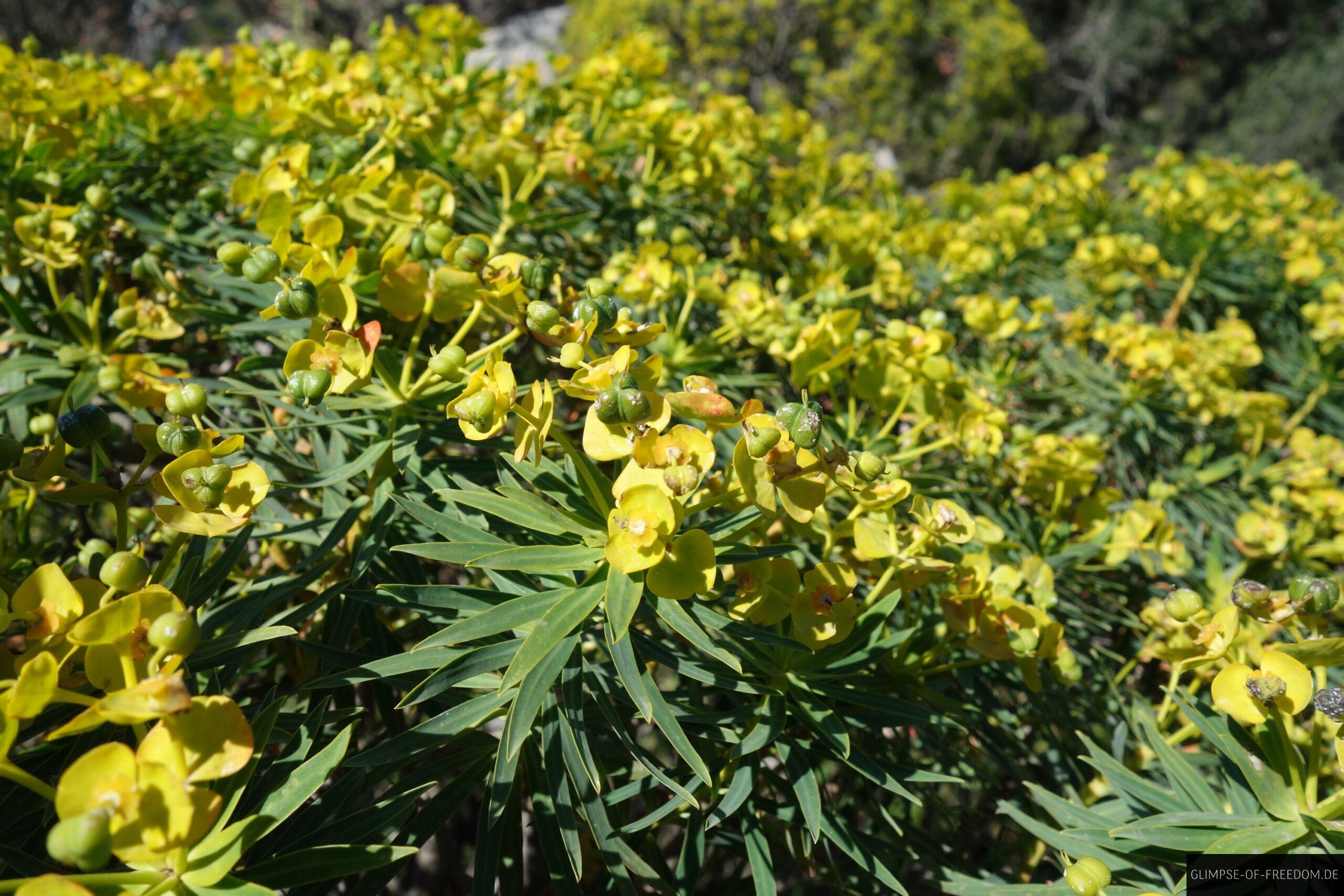 Gelbe Blumen auf Sizilien scaled Gelbe Blumen auf Sizilien
