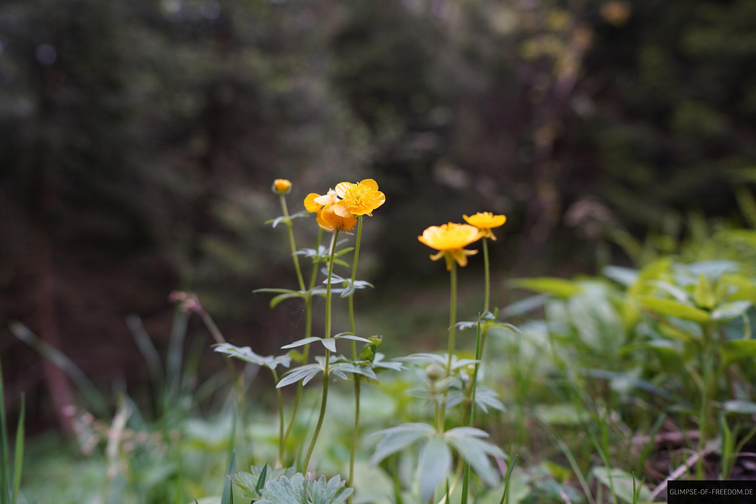 Gelbe Blumen auf der Riezlern Gehrenspitze Wanderung scaled Gelbe Blumen auf der Riezlern Gehrenspitze Wanderung