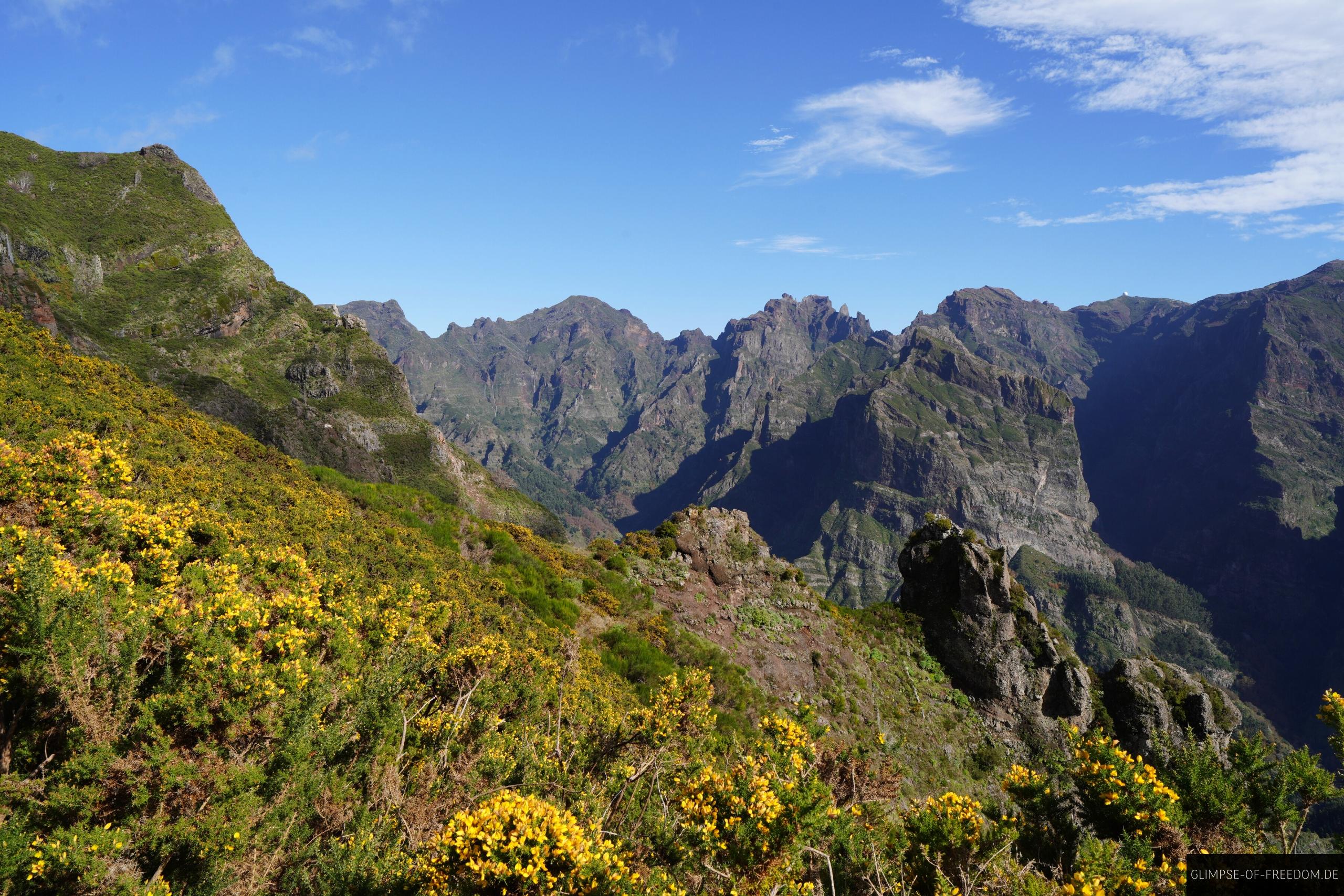 Gelbe Pflanzen mit Pico Airiero im Hintergrund Gelbe Pflanzen mit Pico Airiero im Hintergrund
