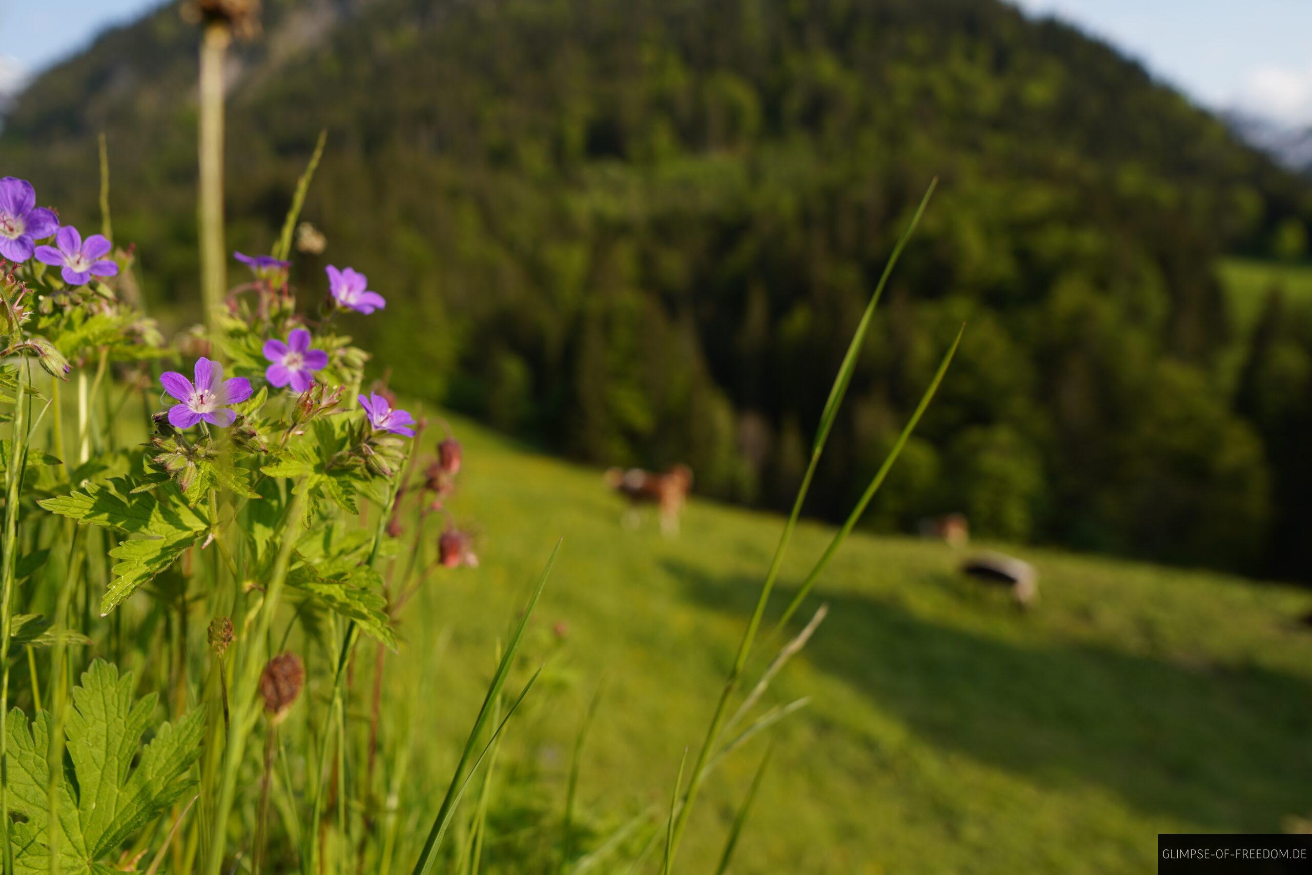 Gerstrube Weide scaled Gerstrube Weide