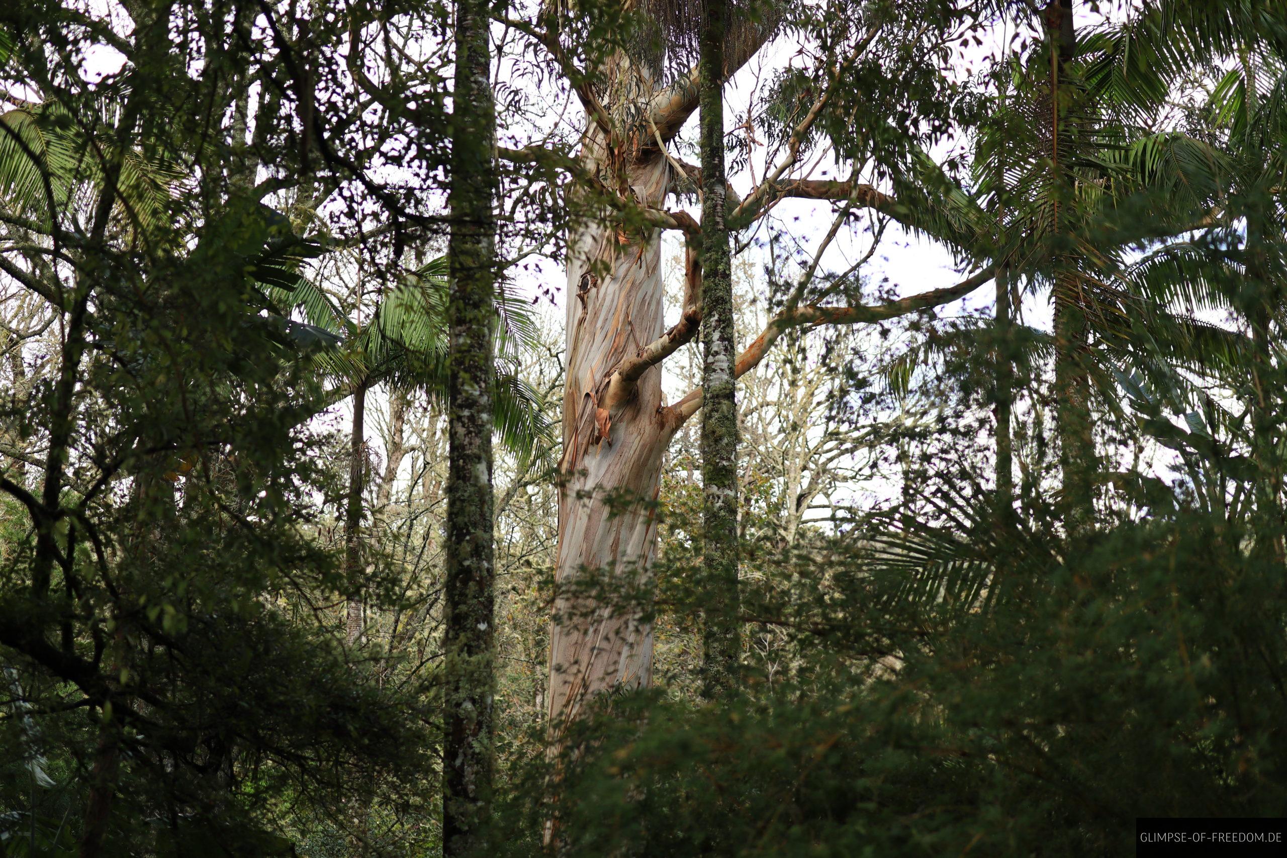 Gigantische Baeume im Park scaled Gigantische Bäume im Park