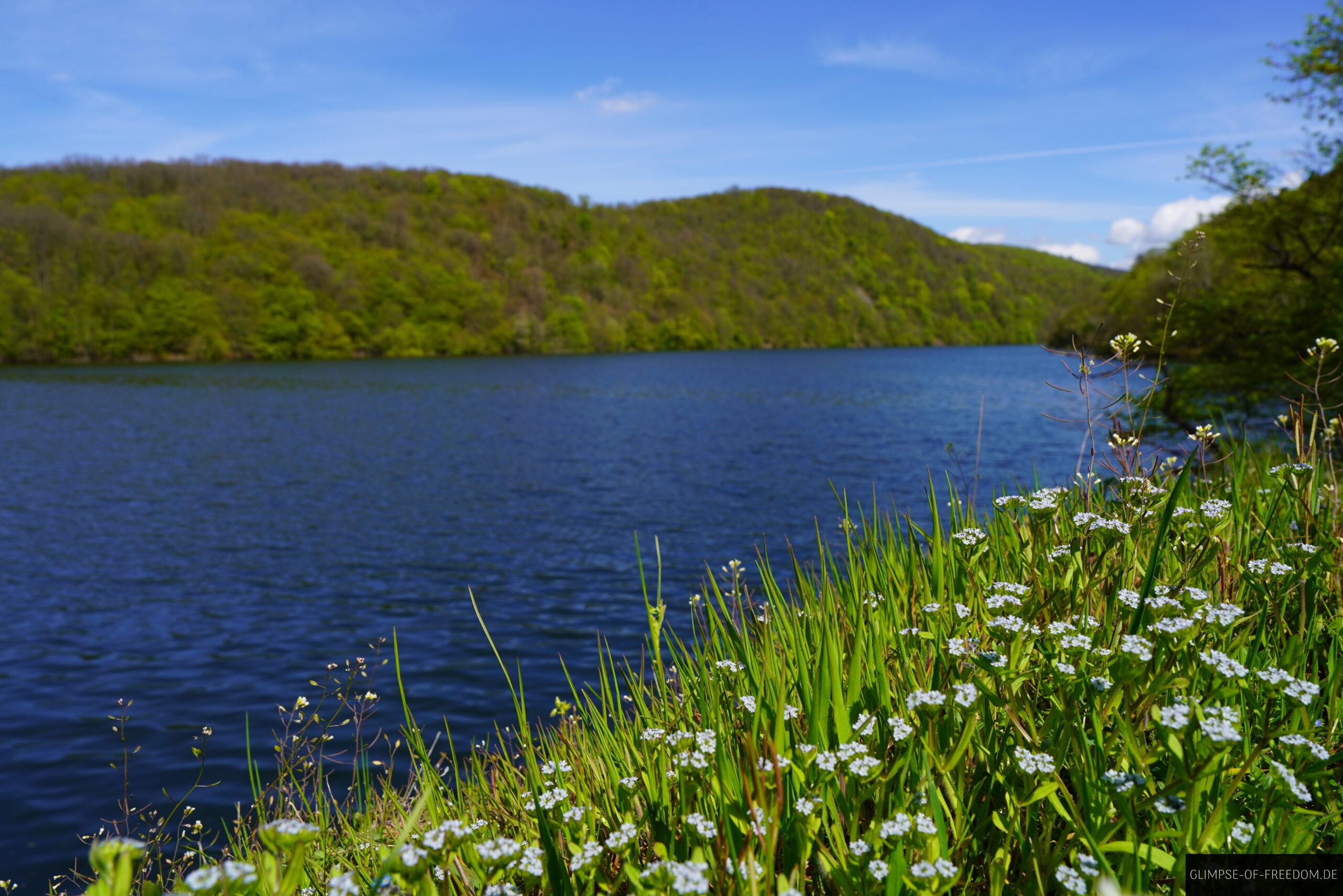 Gras und Blumen am Uferweg scaled Gras und Blumen am Uferweg