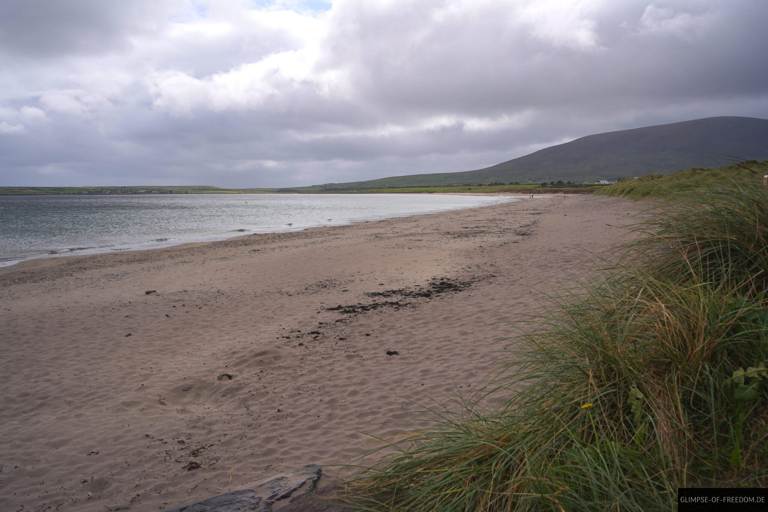 Grasduenen am Carhoo Beach scaled Grasdünen am Carhoo Beach