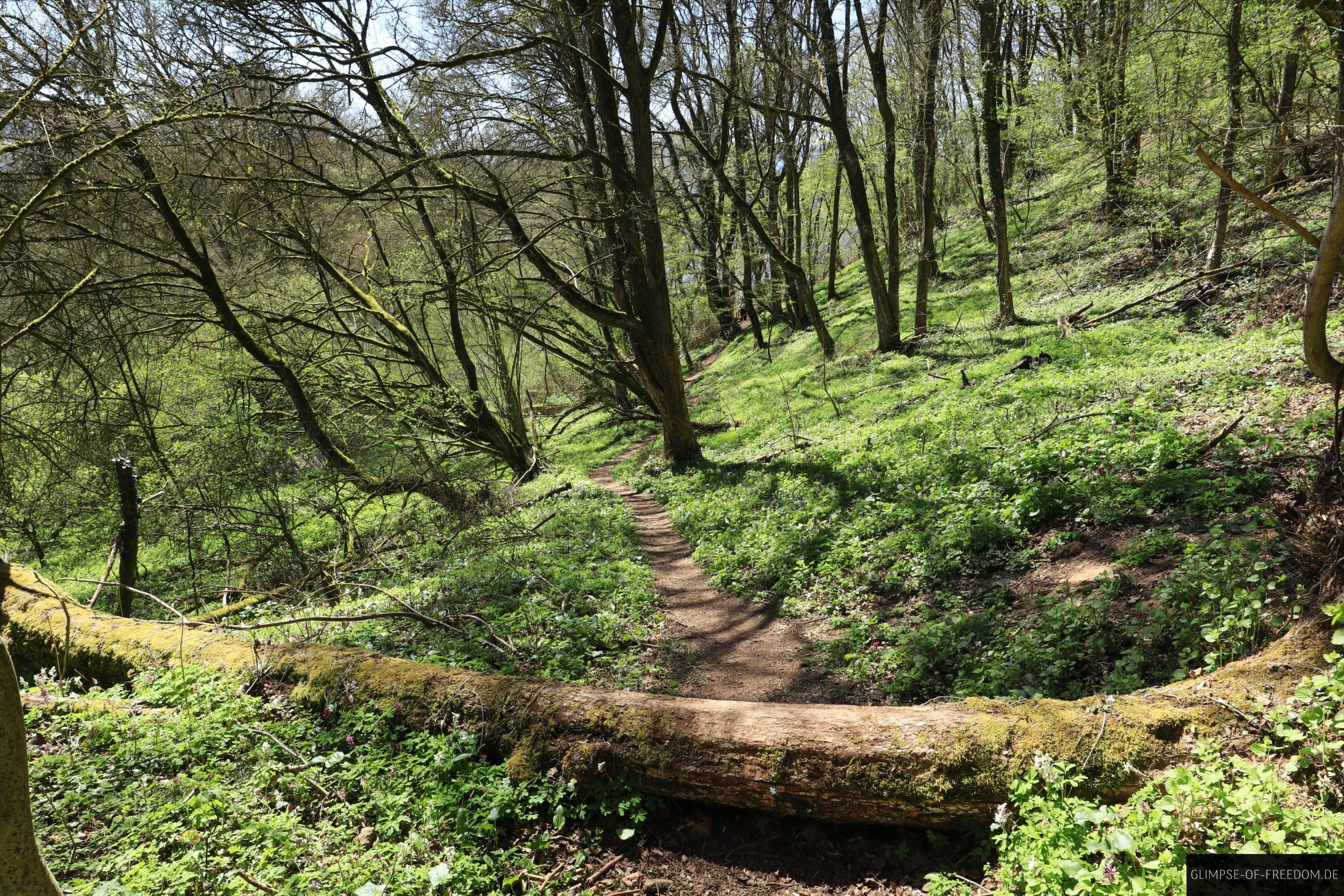 Gruene Natur im Buchenwald am Edersee scaled Grüne Natur im Buchenwald am Edersee