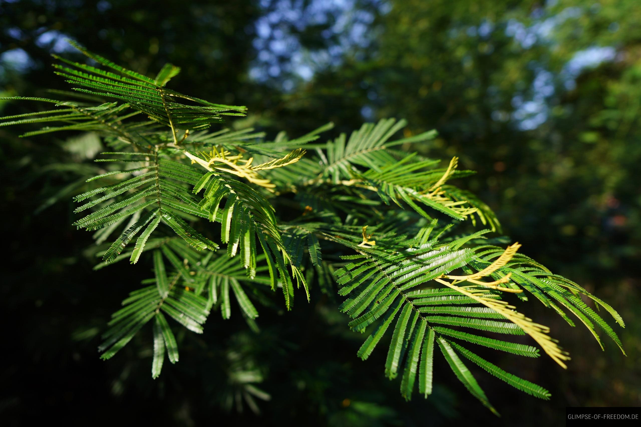 Gruene Pflanzenwelt am Boca do Risco Grüne Pflanzenwelt am Boca do Risco