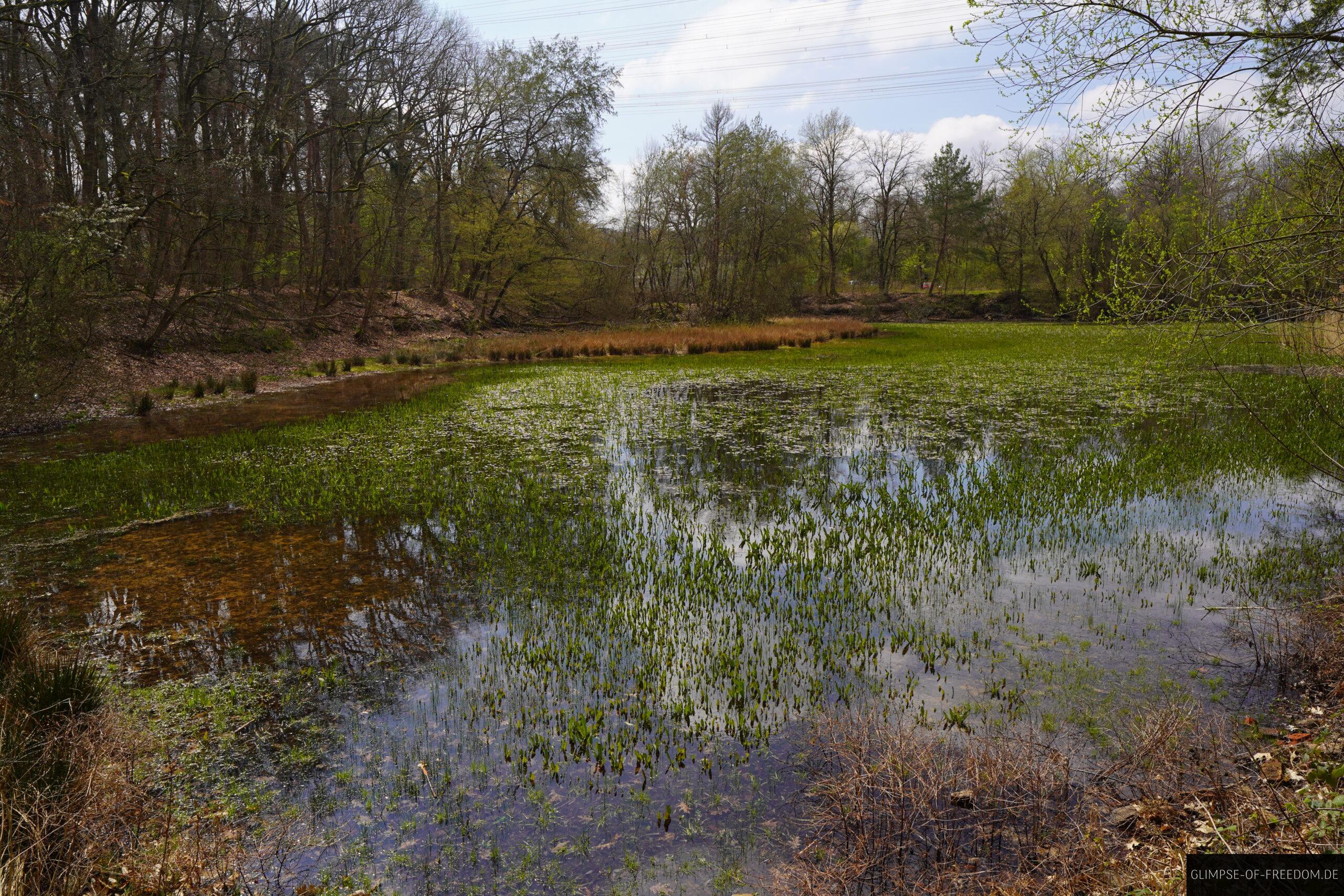 Gruener See Dietesheim scaled Grüner See Dietesheim