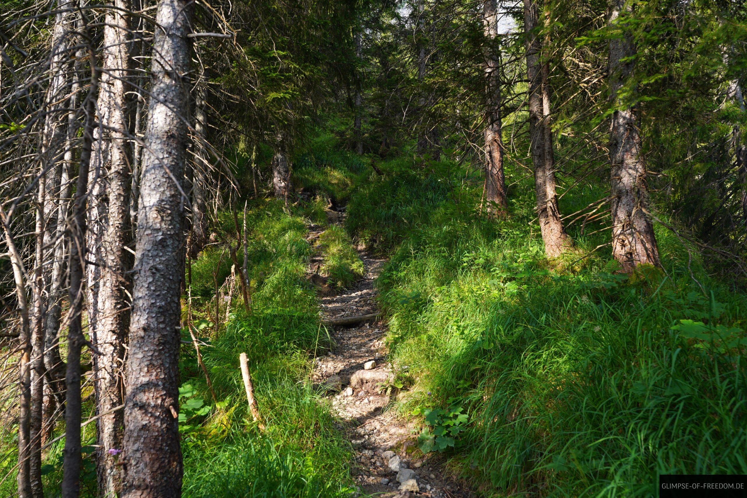 Guggersee Waldweg scaled Guggersee Waldweg