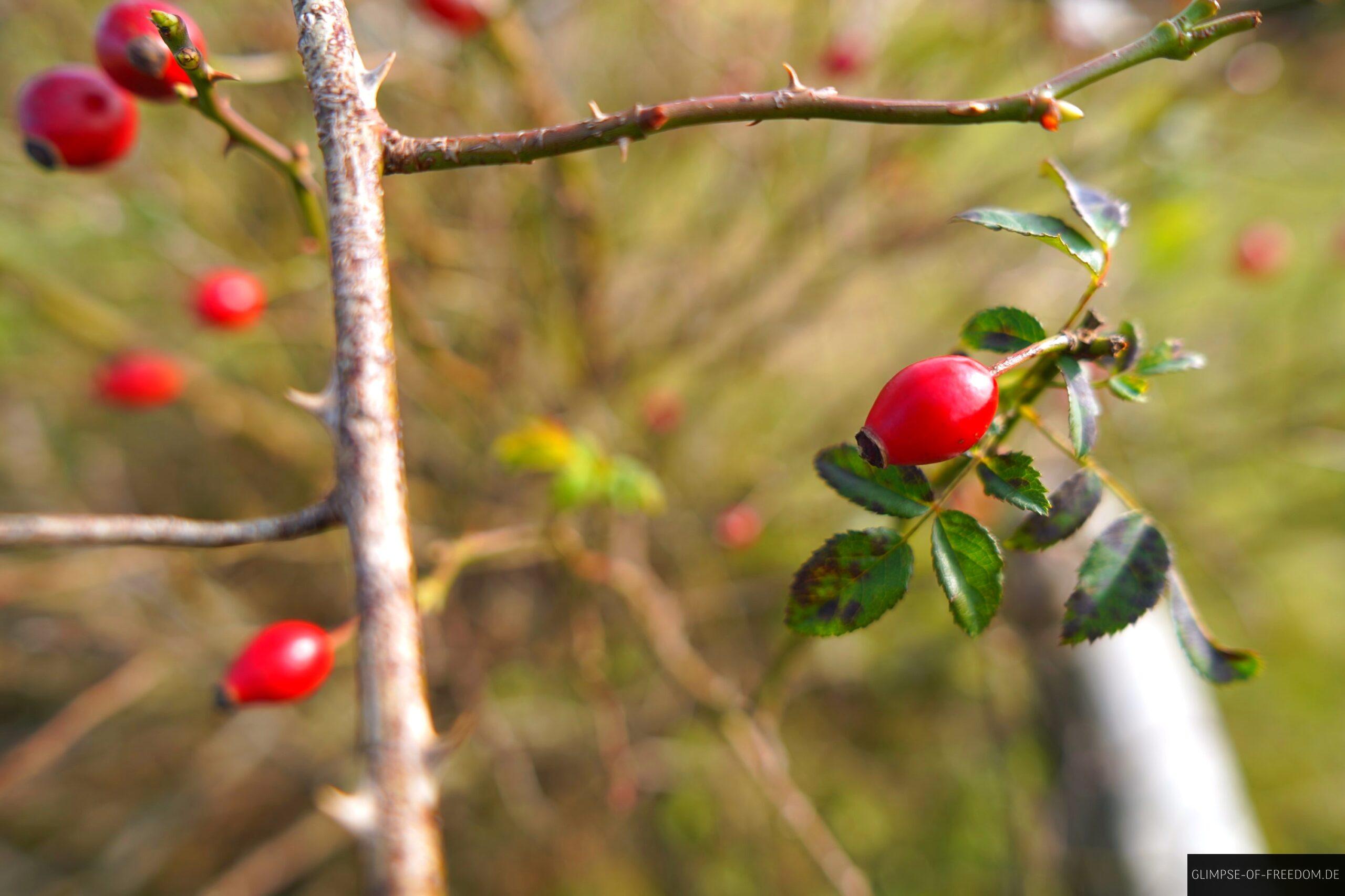 Hagebutten in der Heide scaled Hagebutten in der Heide