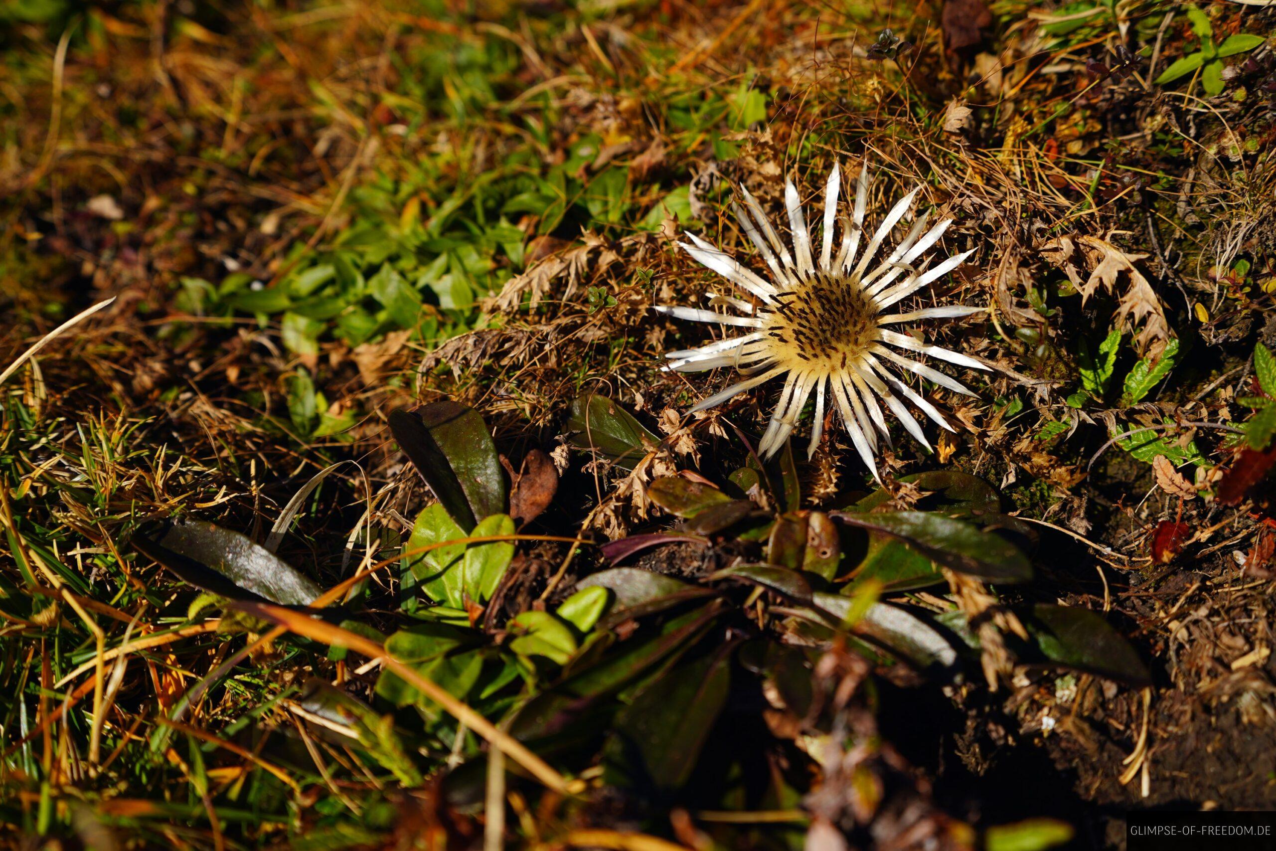 Herbstblume am Berg scaled Herbstblume am Berg
