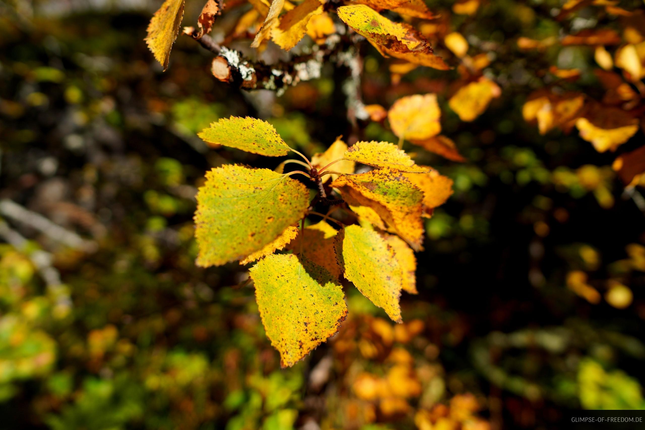 Herbstliche Blaetter Herbstliche Blätter