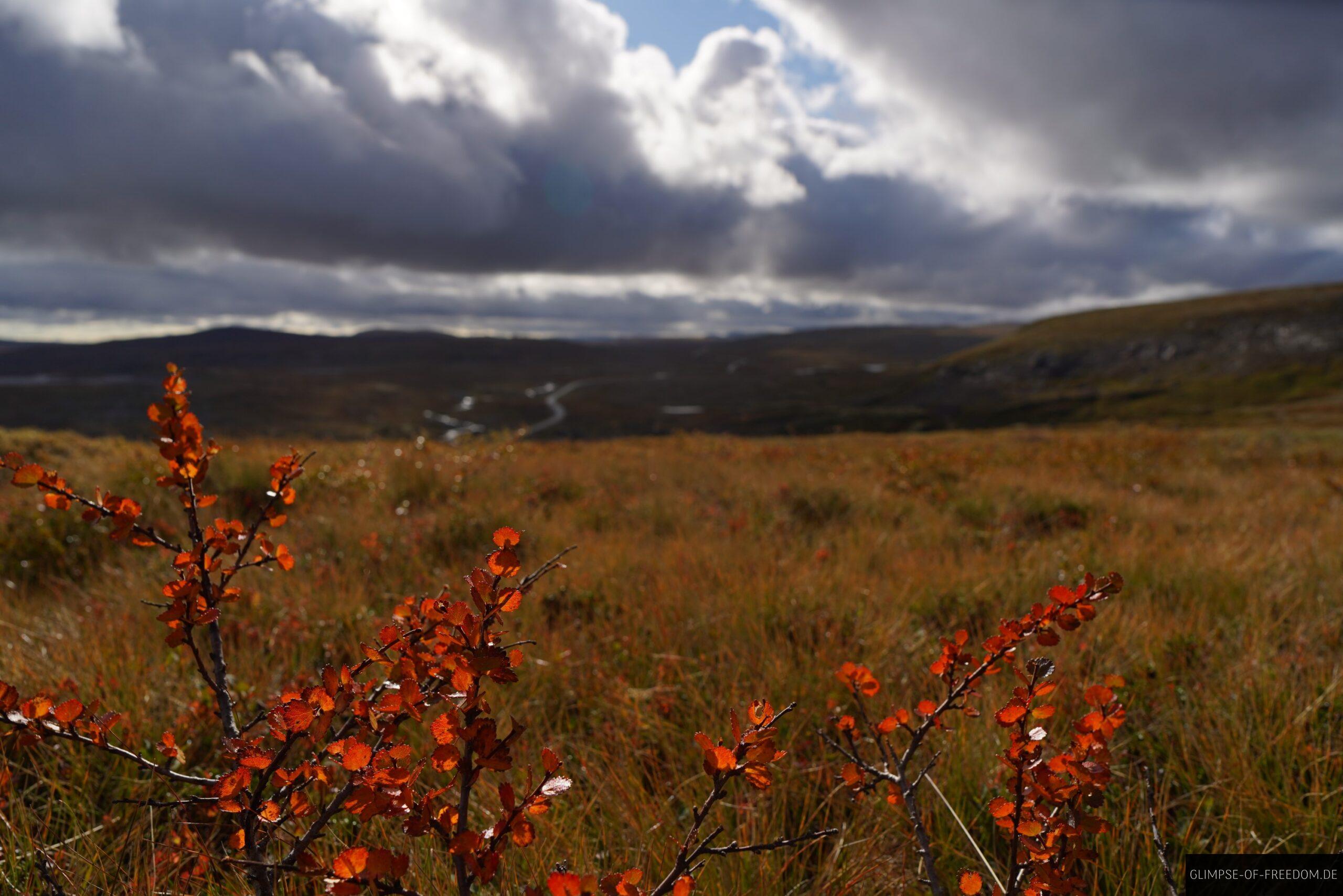 Herbstliche Pflanzen am Halnekollen scaled Herbstliche Pflanzen am Halnekollen