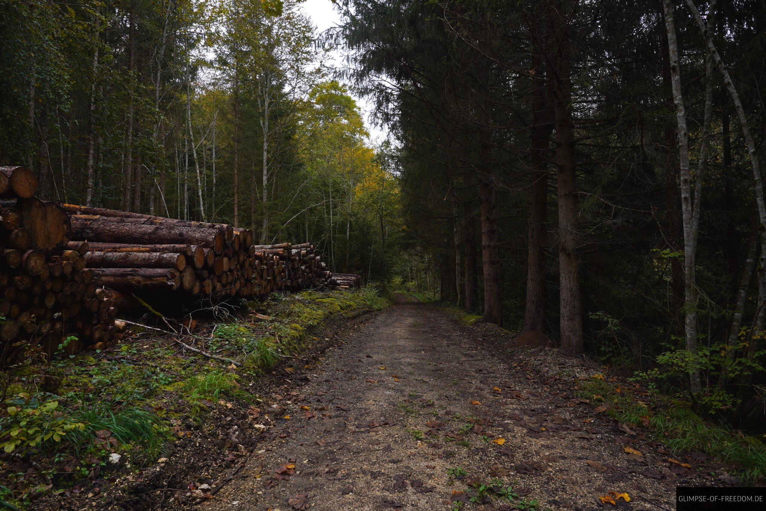 Herbstlicher Waldweg nahe der Donau scaled Herbstlicher Waldweg nahe der Donau