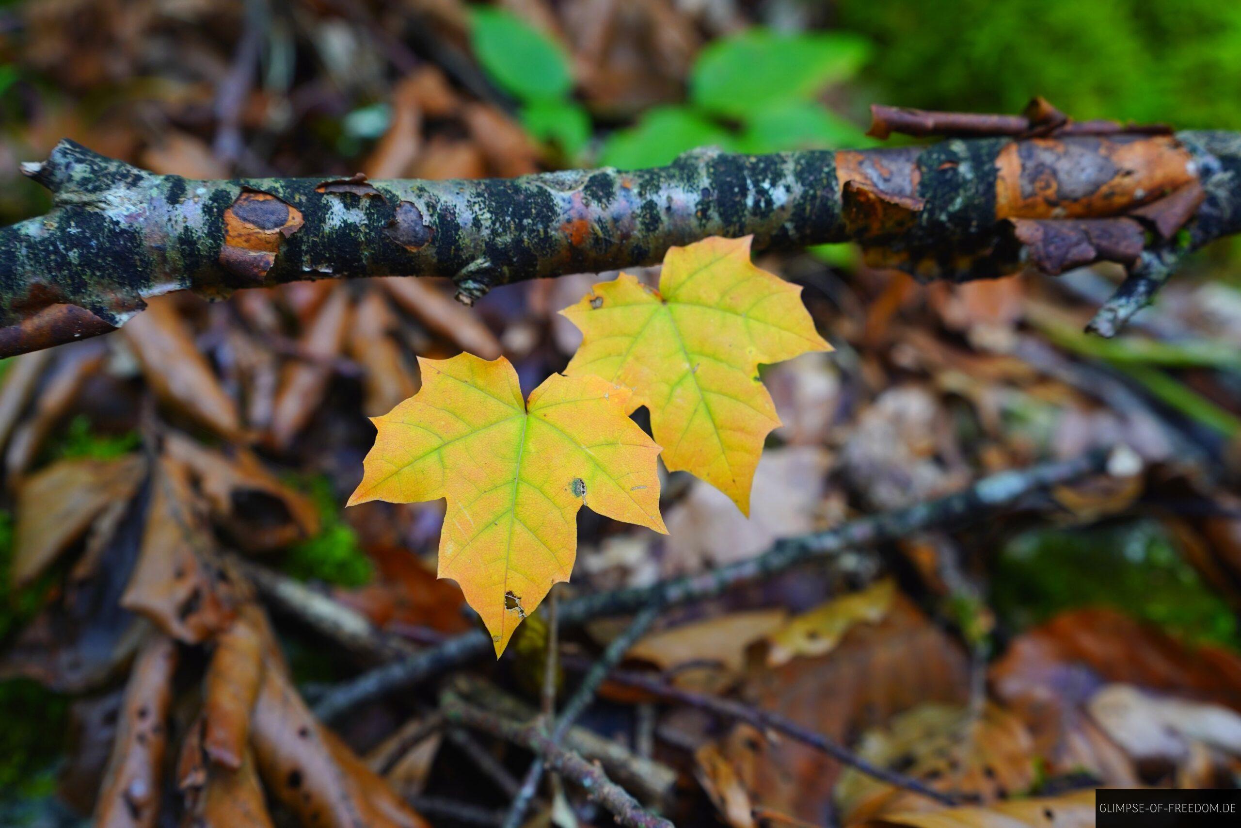 Herbstliches Laub im Donau Felsengarten scaled Herbstliches Laub im Donau Felsengarten